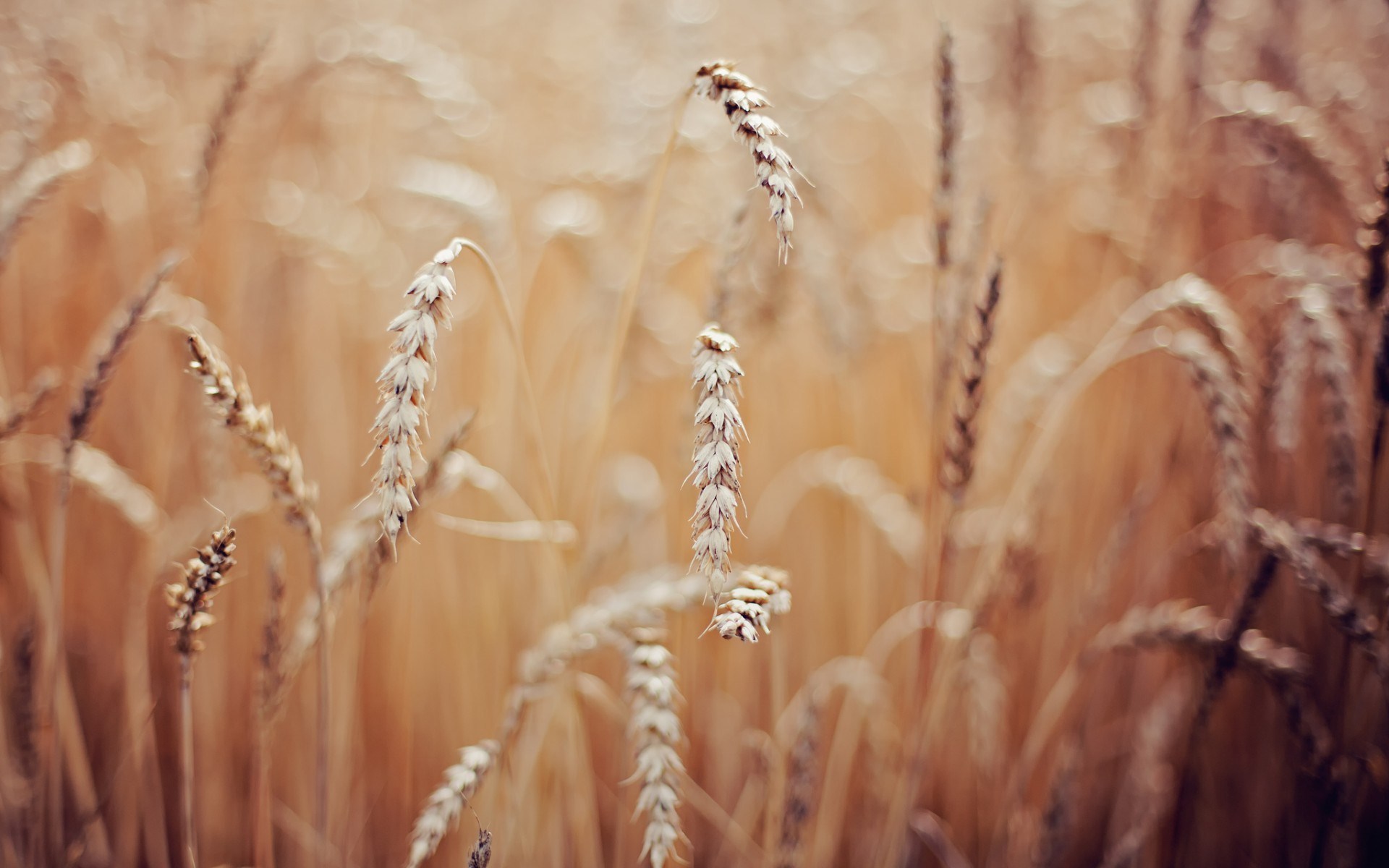 Nature Macro Wheat Field Photo #7028314