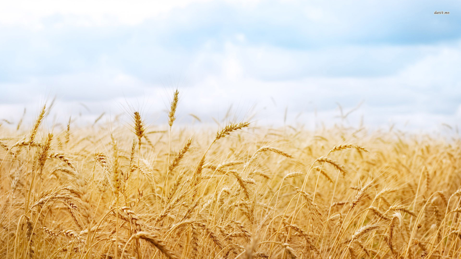 14085-wheat-field-1920×1080-photography-wallpaper