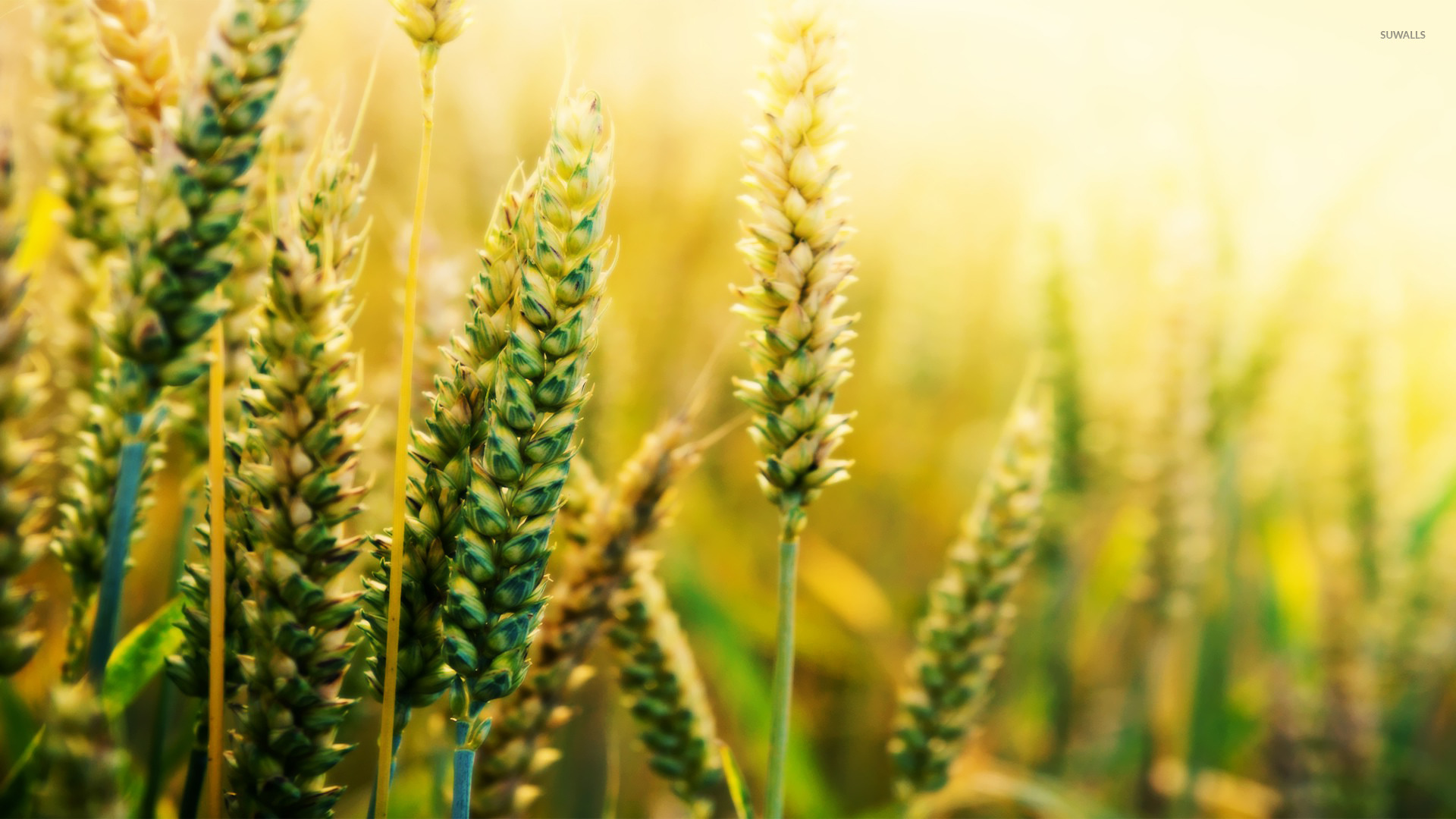 Wheat wallpaper - Photography wallpapers - #20719