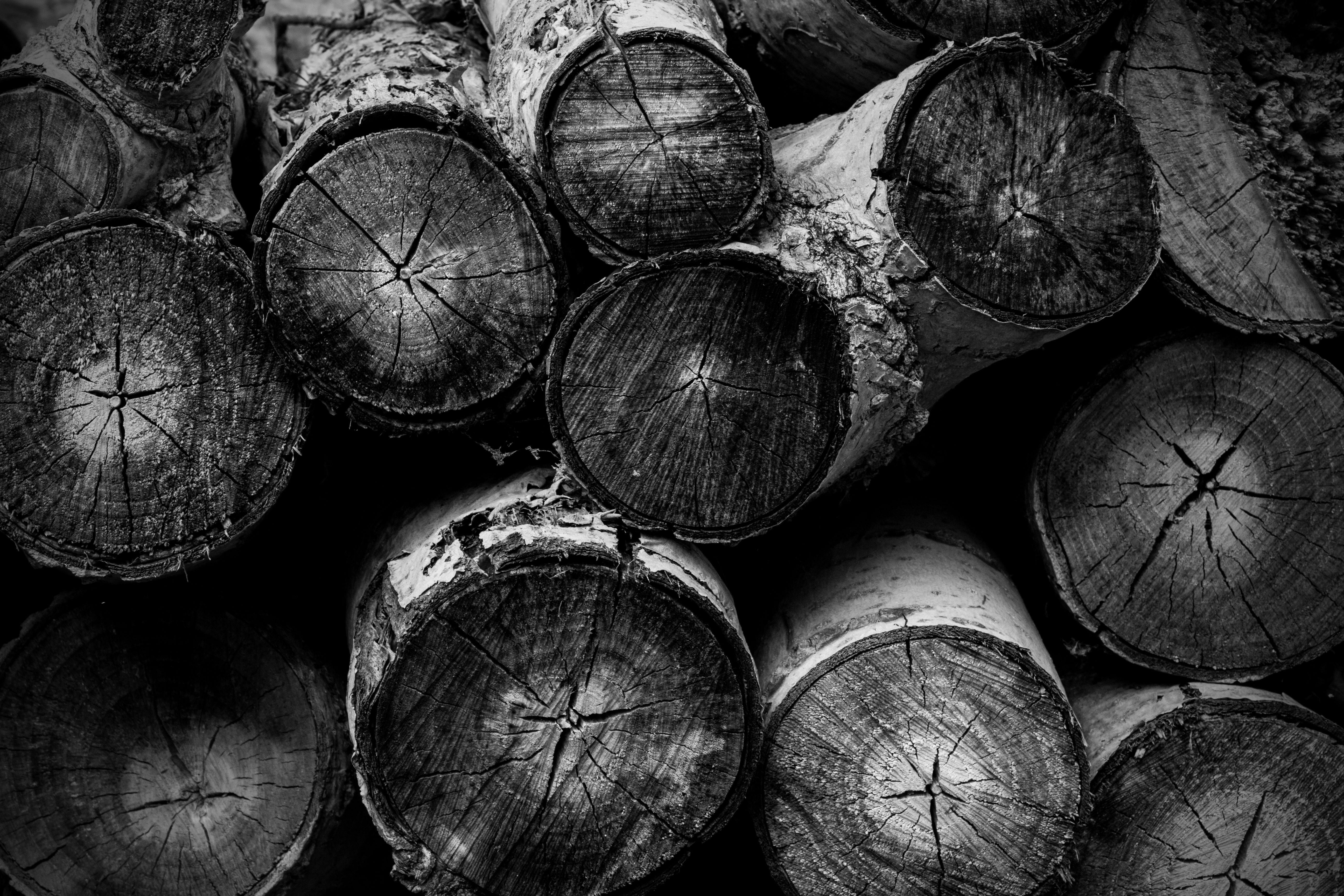 Pacing Leopard Abstracts Wood pile | Abstract Photography ...