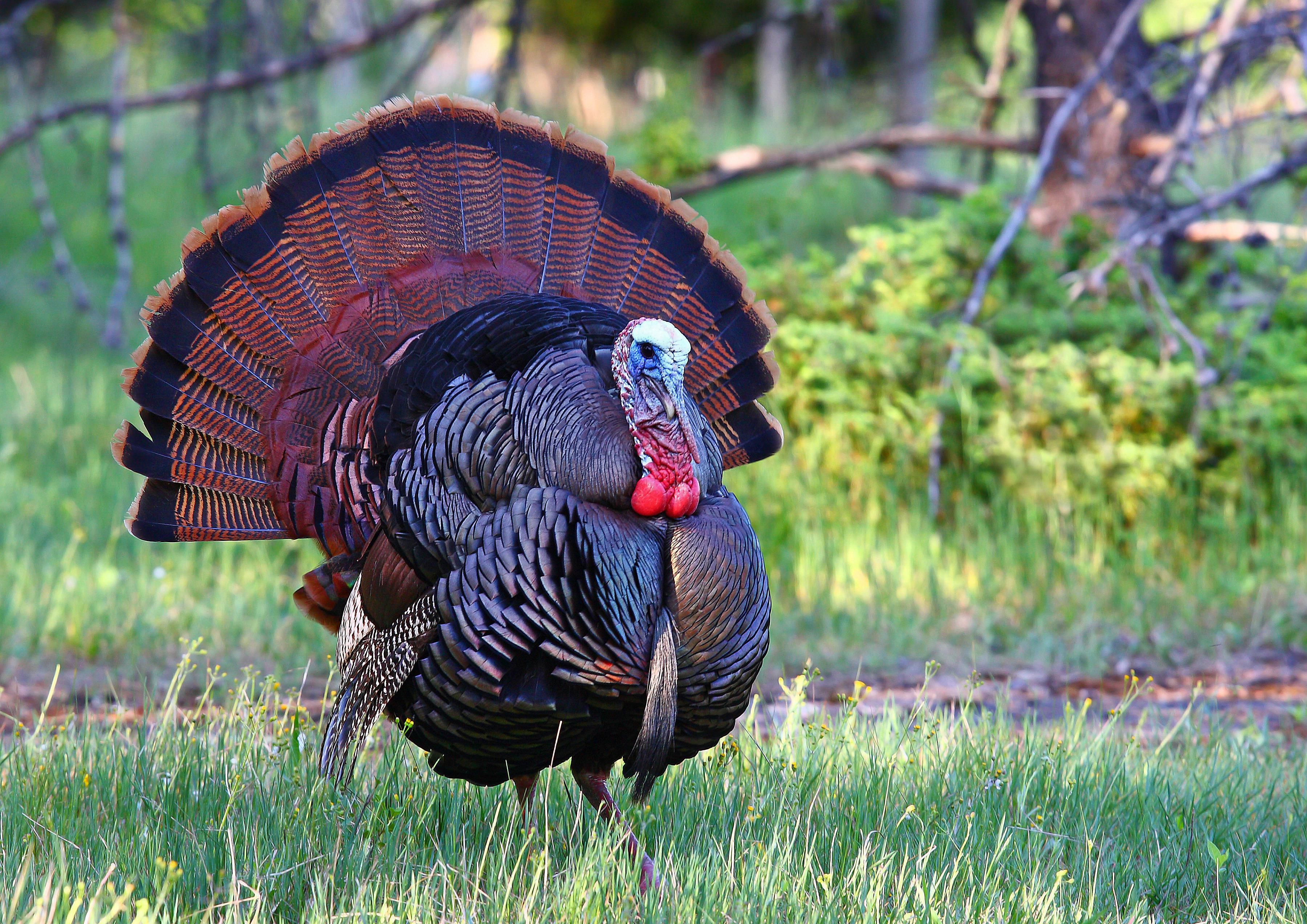 Wild Turkey History and Culture