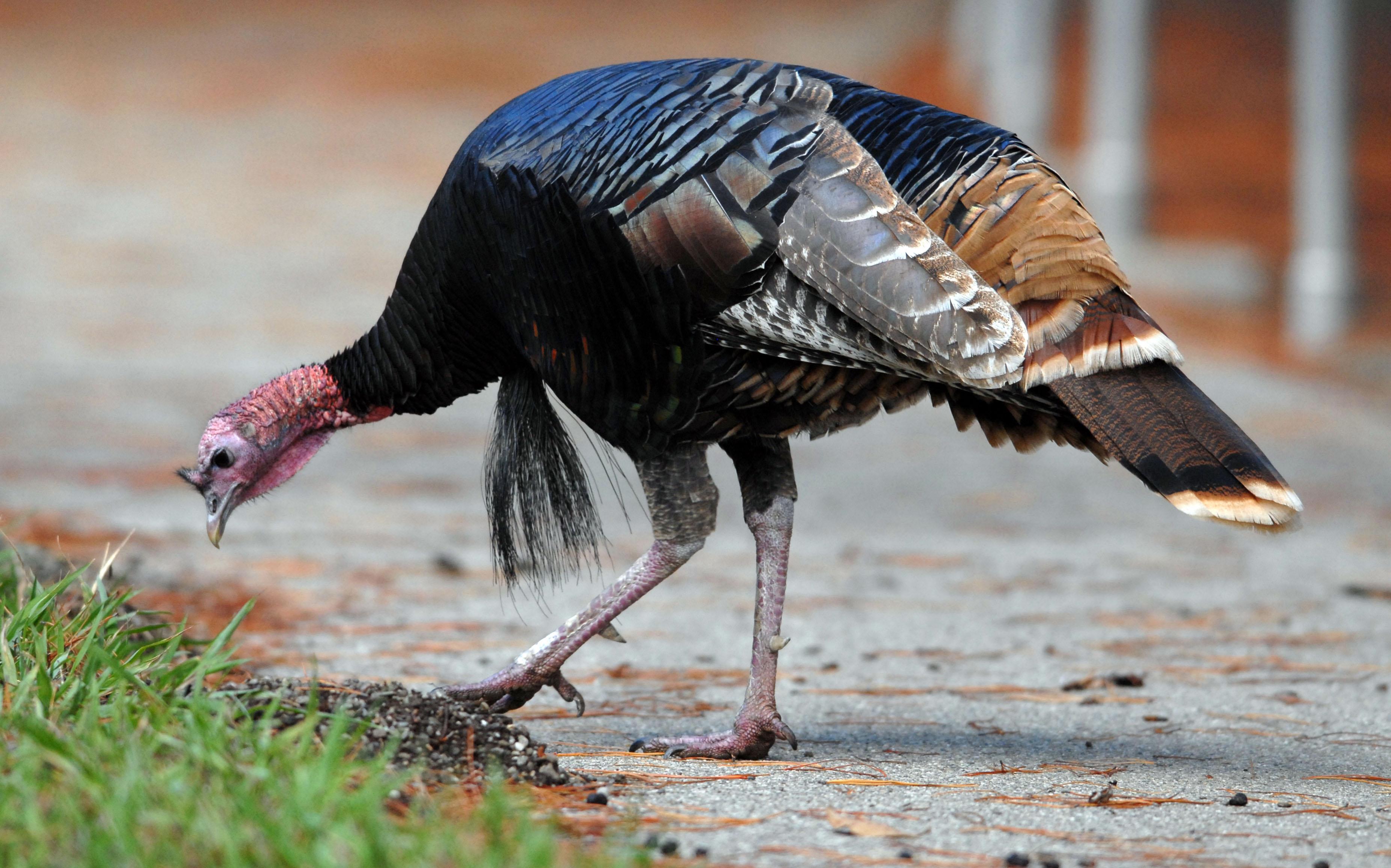 What's keeping a wild turkey from moving on with the flock?