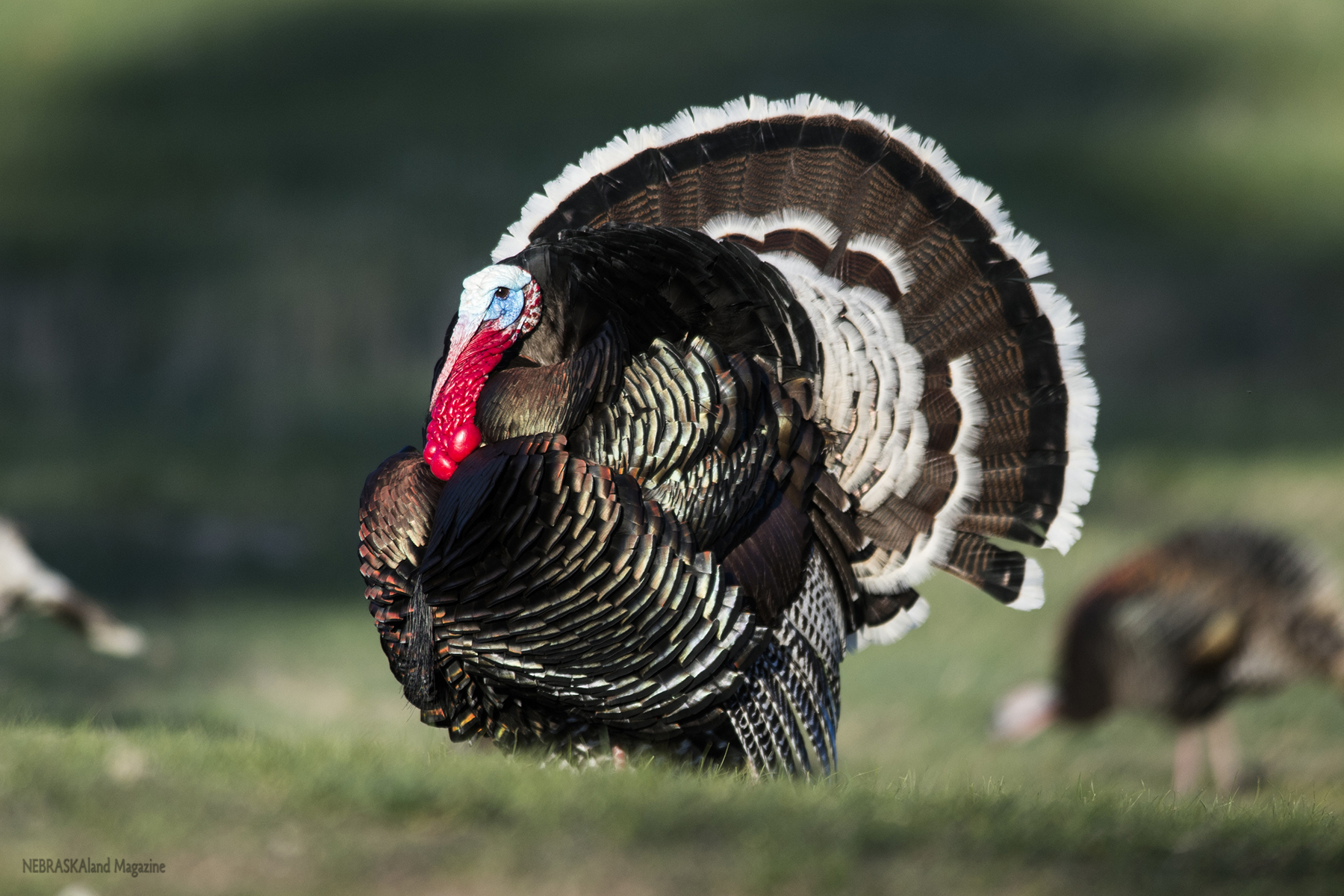 Nebraska spring turkey hunters report high satisfaction, success ...