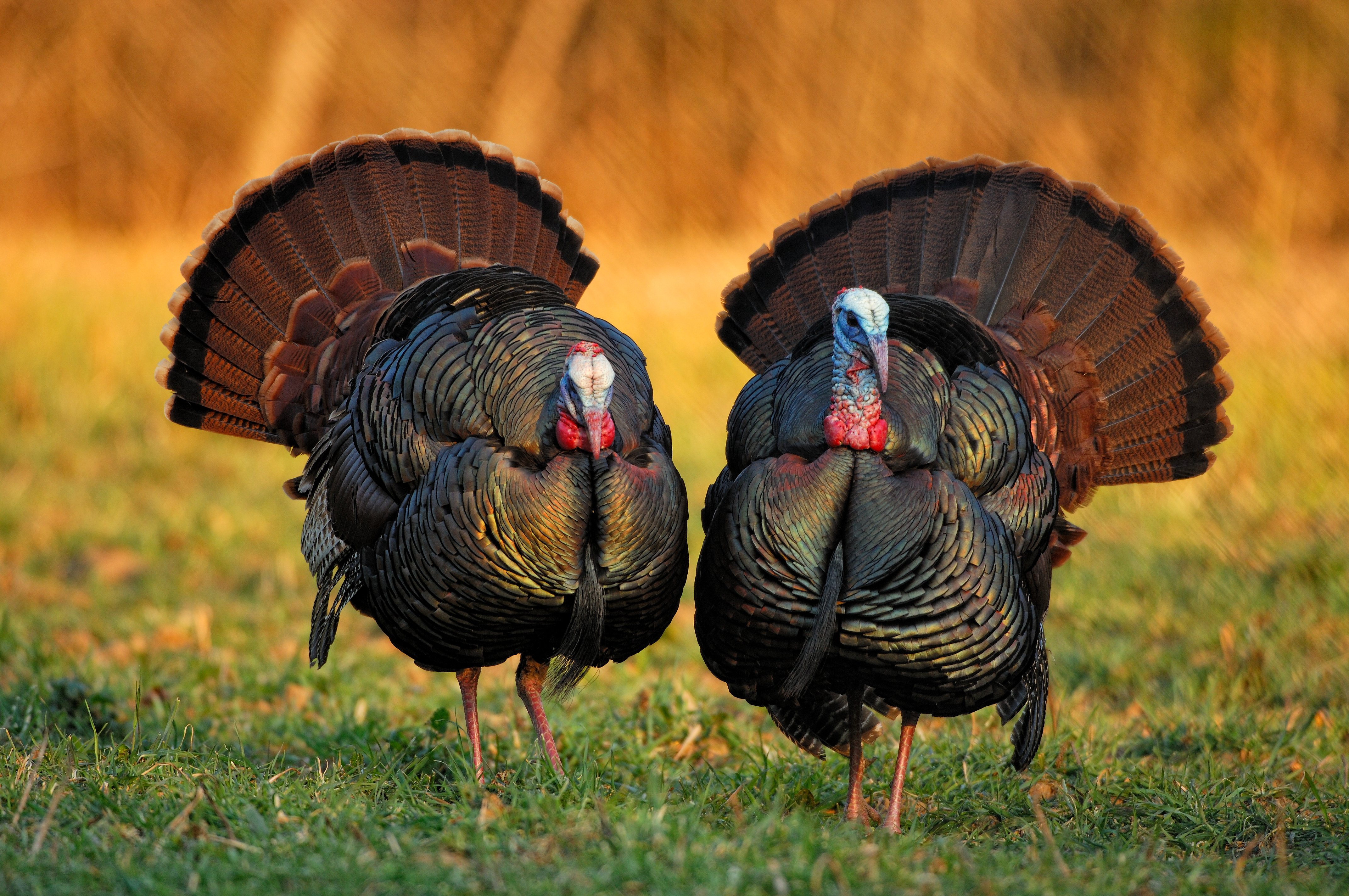 Turkey Hunting in Ohio
