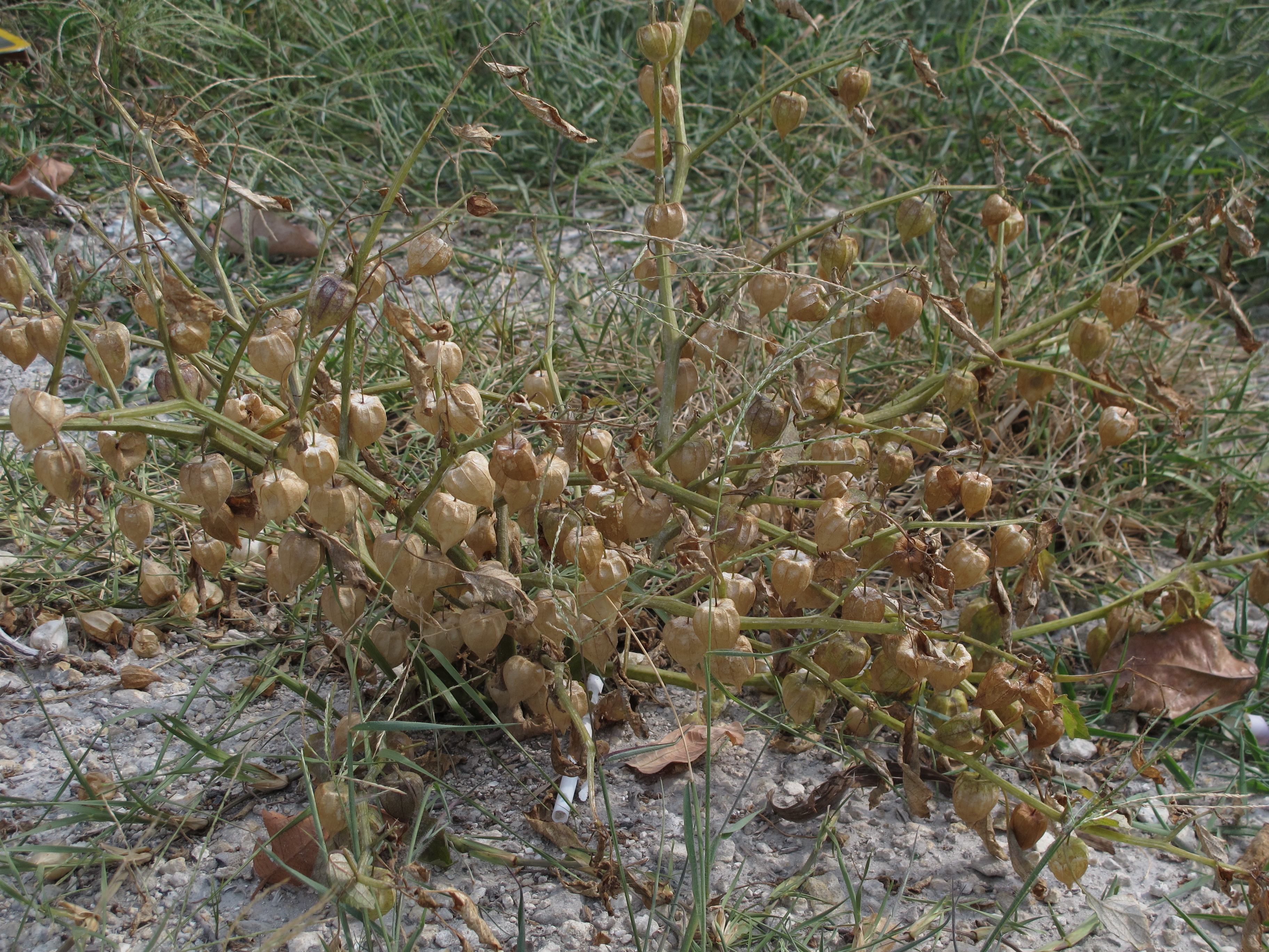 Physalis angulata - Useful Tropical Plants