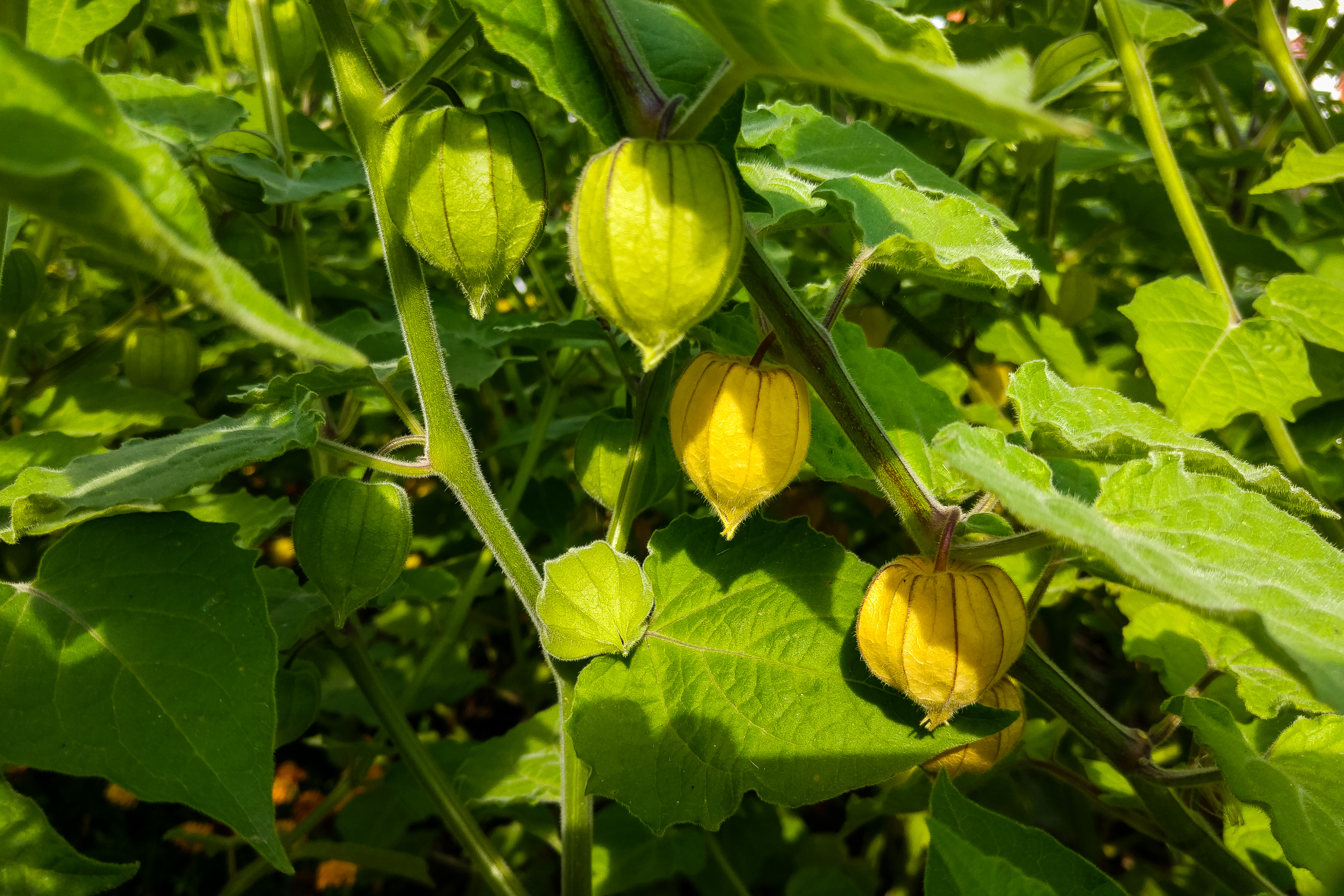 Physalis peruviana Images - Useful Tropical Plants