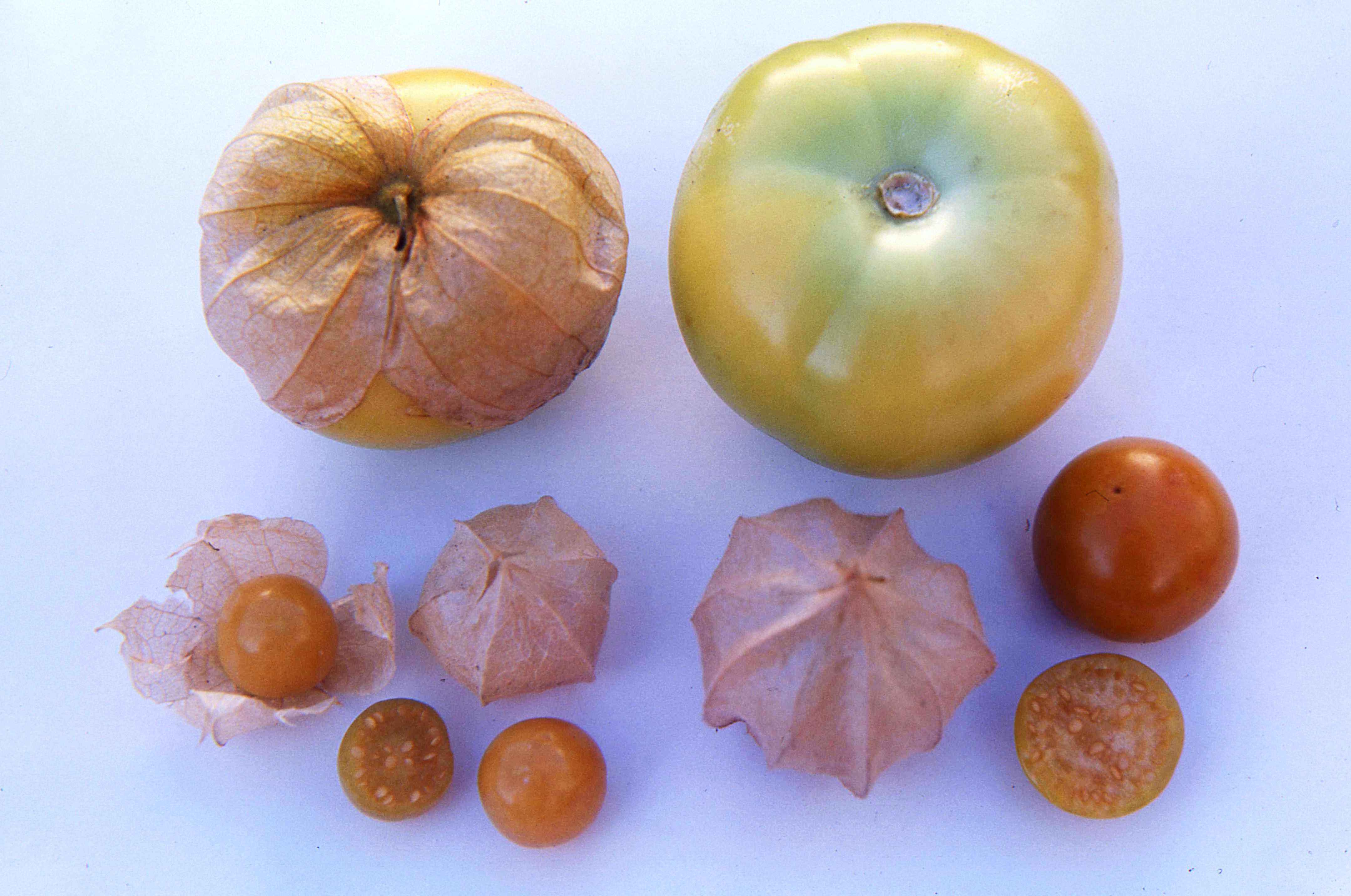 Cape gooseberry, ground cherry and tomatillo by Gail Thomas