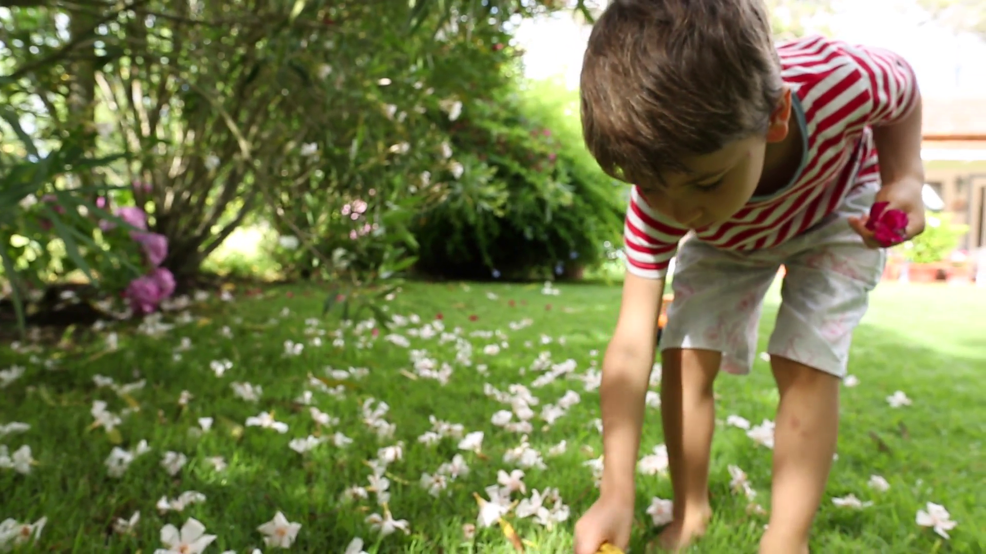 Child picking up flowers from a garden. Series of shots of kid ...