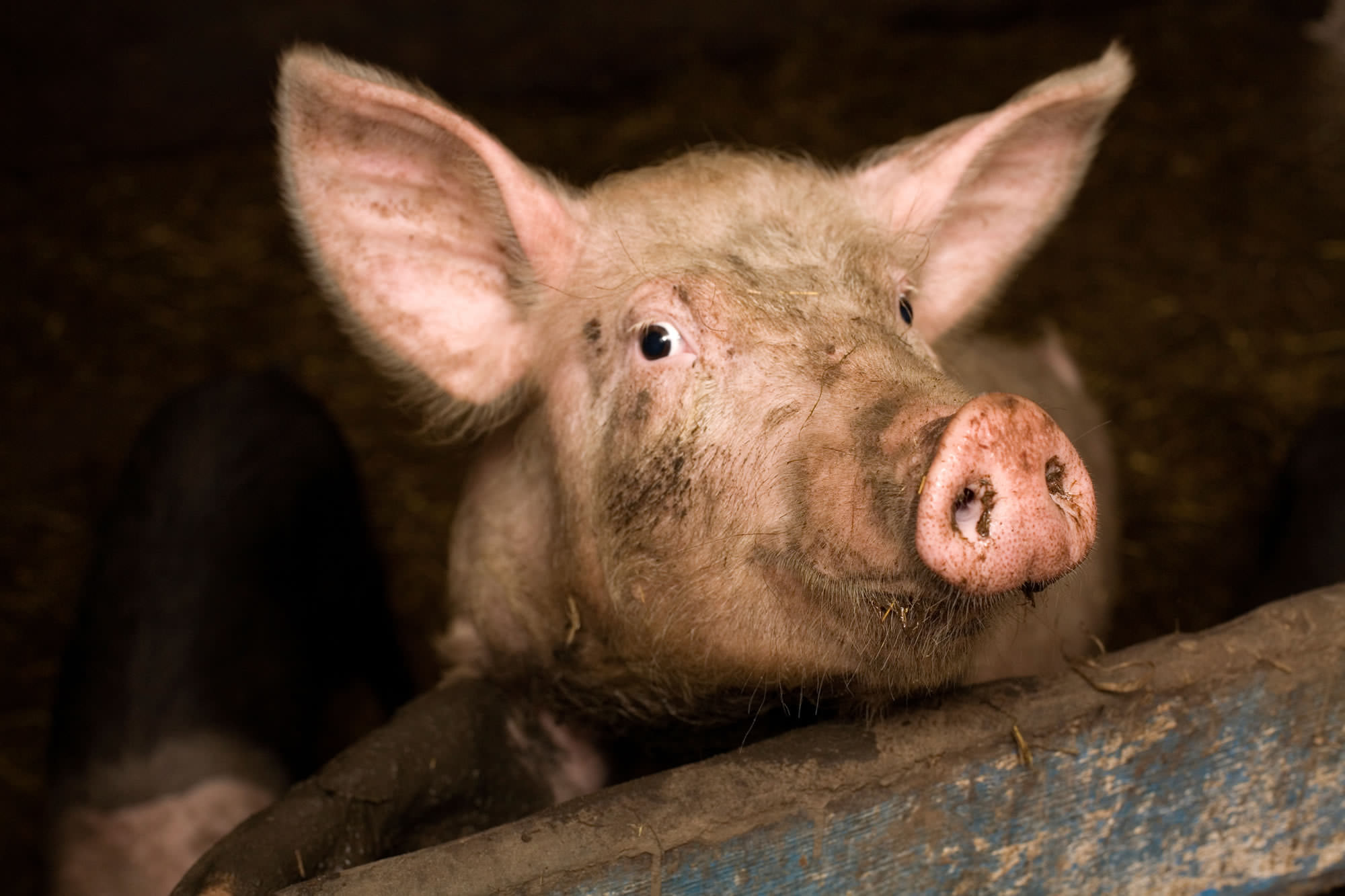 Project Pig | Compassion in World Farming