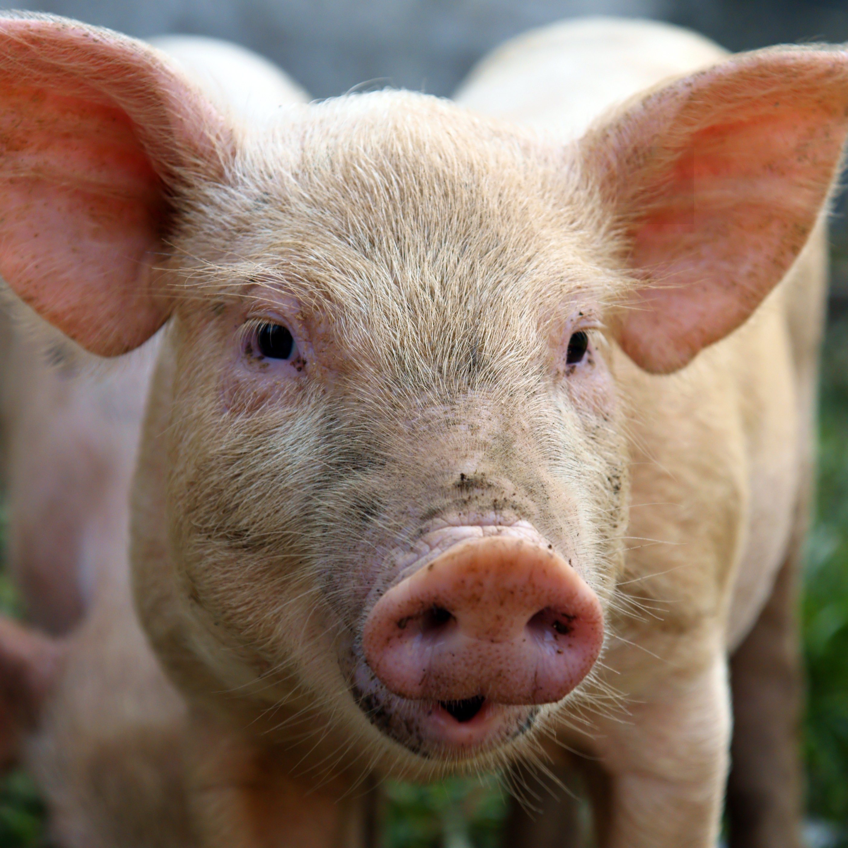 PigCentral: what advice do you need for keeping pigs? | DAFWA Client ...
