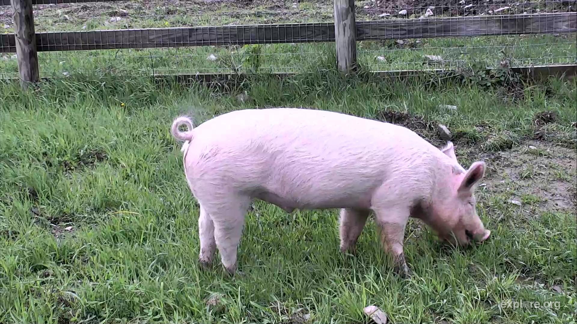 Charlotte's Pasture - watch live video of a rescued pig and her ...