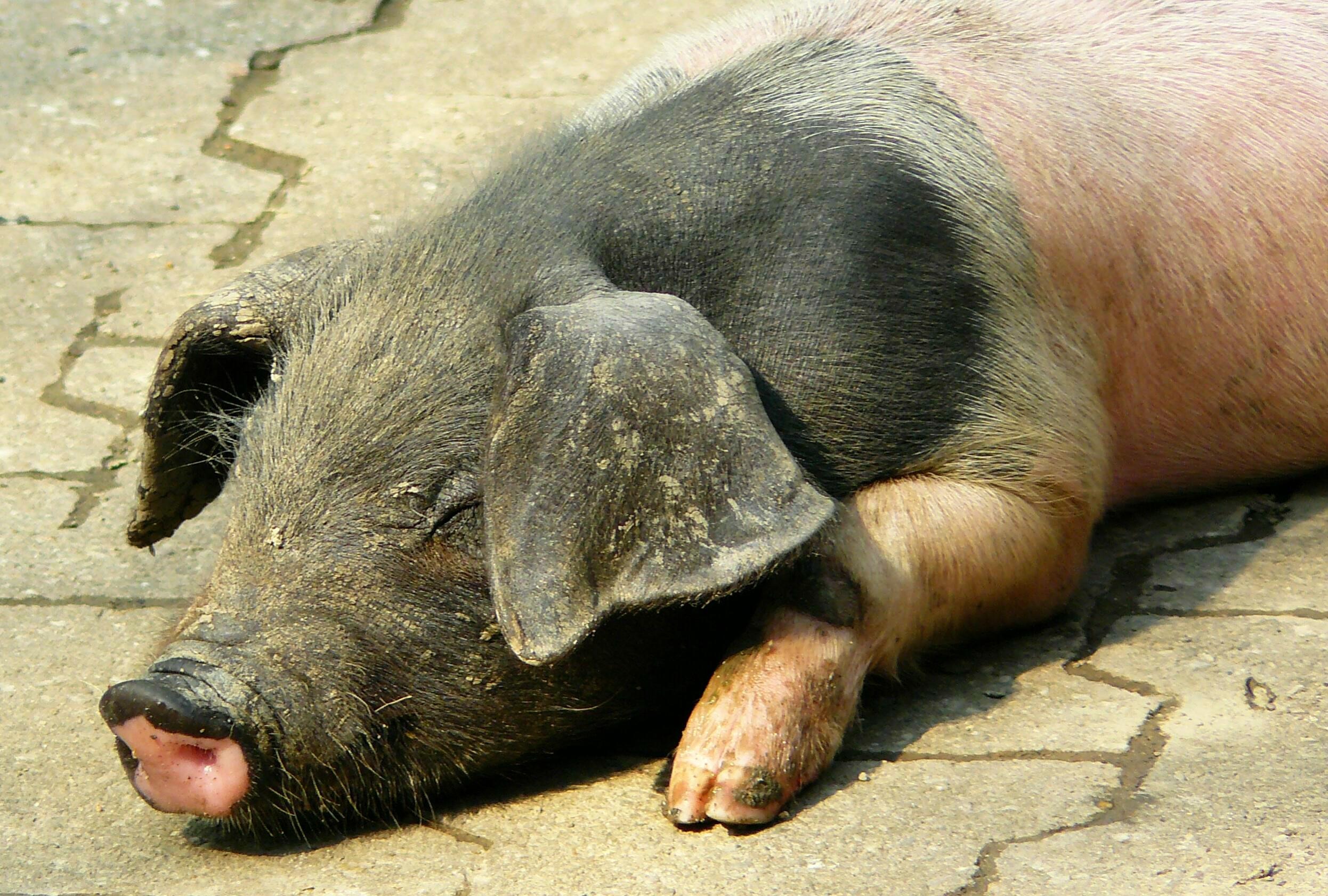 Свинья валяется. Свинья. Ланкаширские свиньи. Африканская чума свиней.