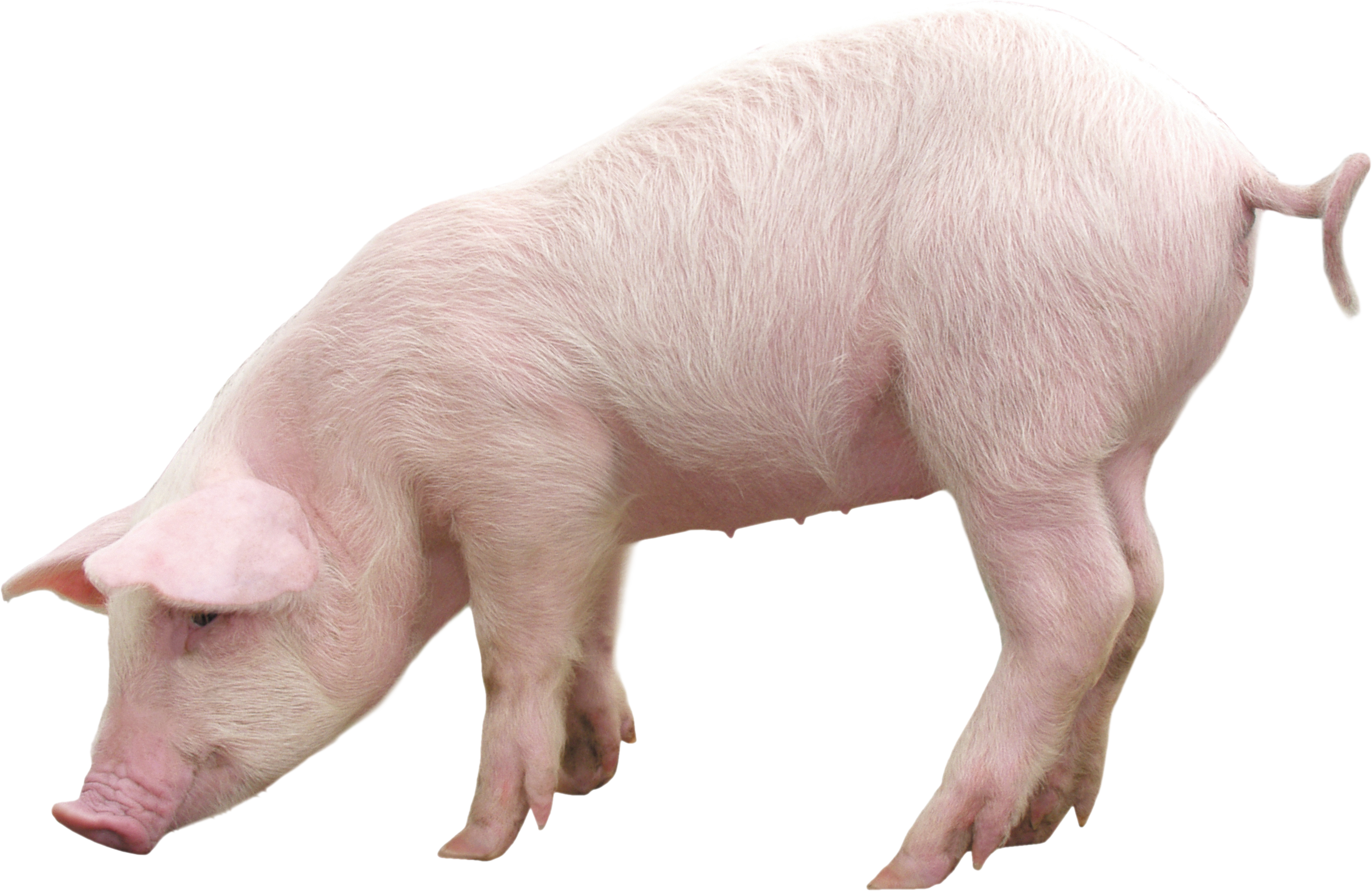 Top 86 Pig - HD Animal Spot