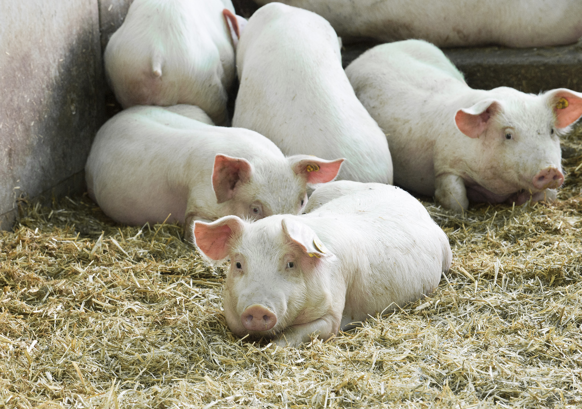 Small scale pig ownership | Agriculture and Food