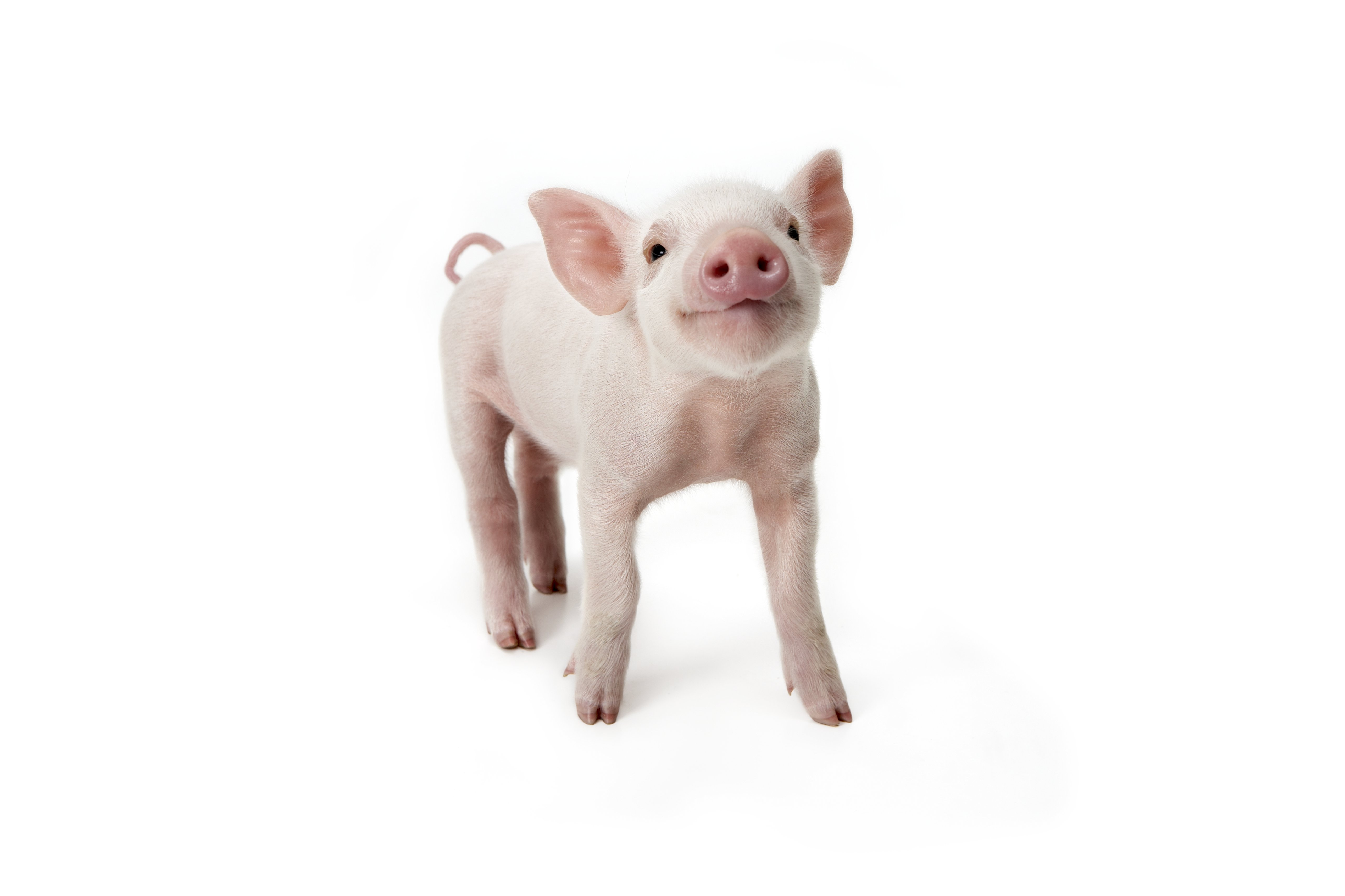 Why Pig Organs for Human Transplants May be Possible | Time