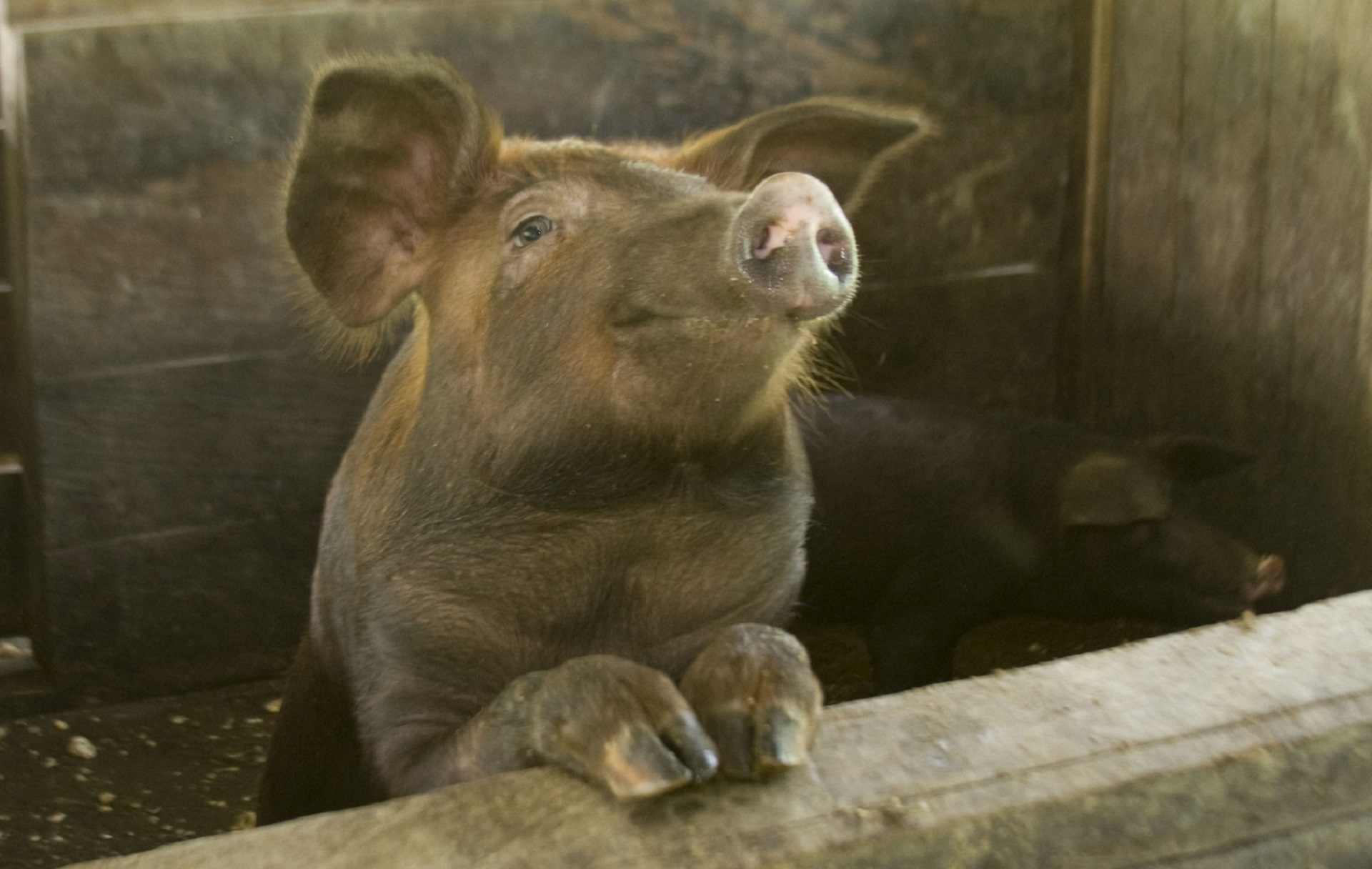 Pig farm photo