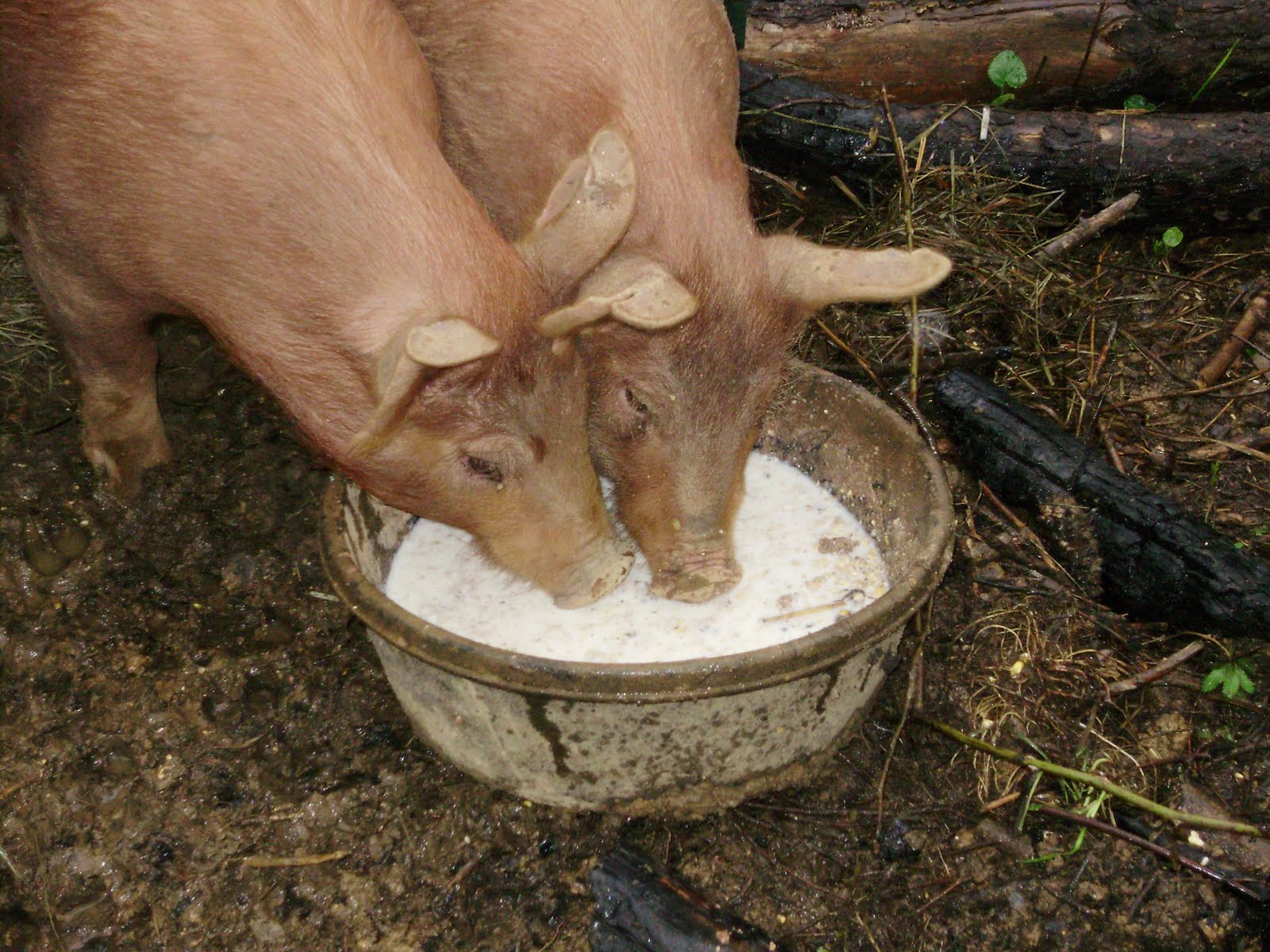 Ohiofarmgirl's Adventures In The Good Land: Whatcha Feeding Them Pigz?