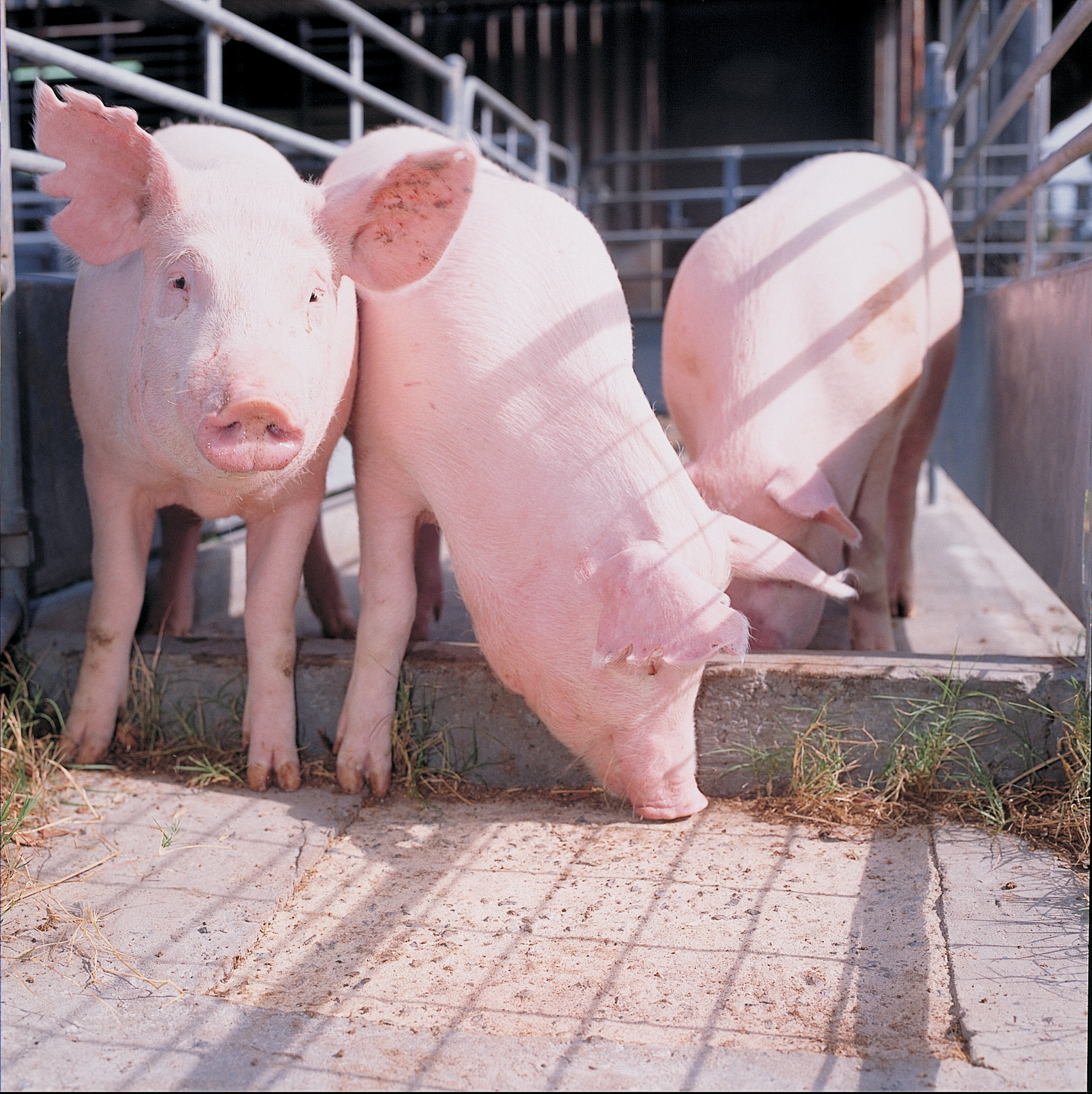 Pig feed: why it is illegal to feed food scraps (swill) to pigs ...