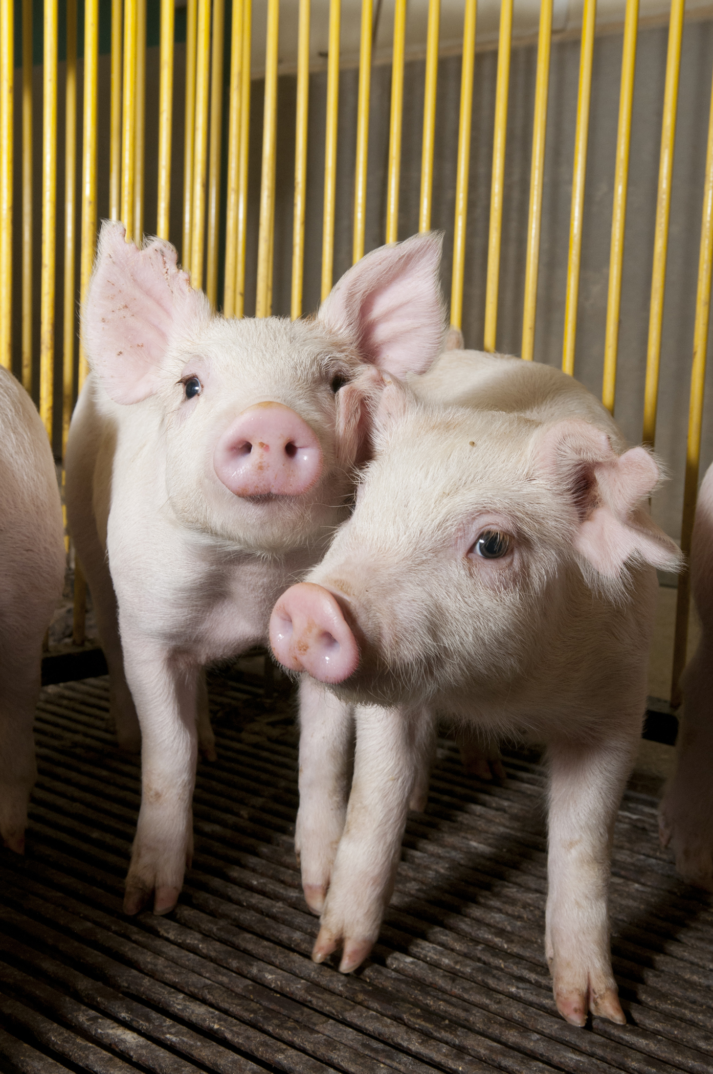 Research provides new insights into antibiotics and pig feeds