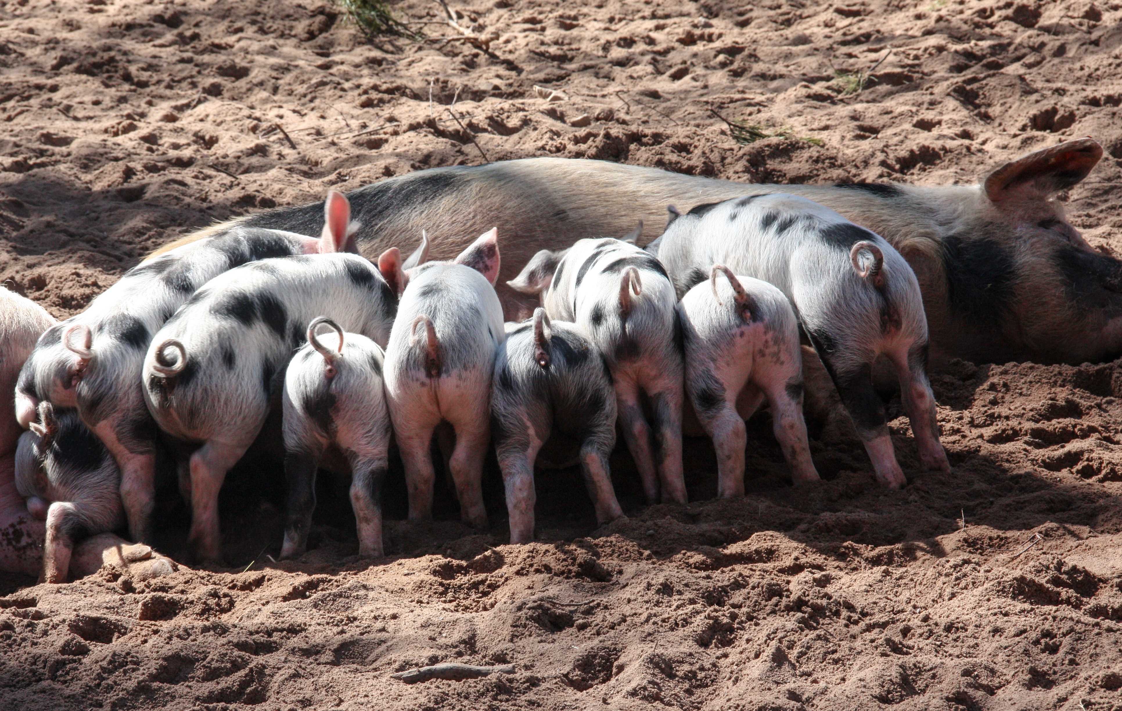 Pig feed photo