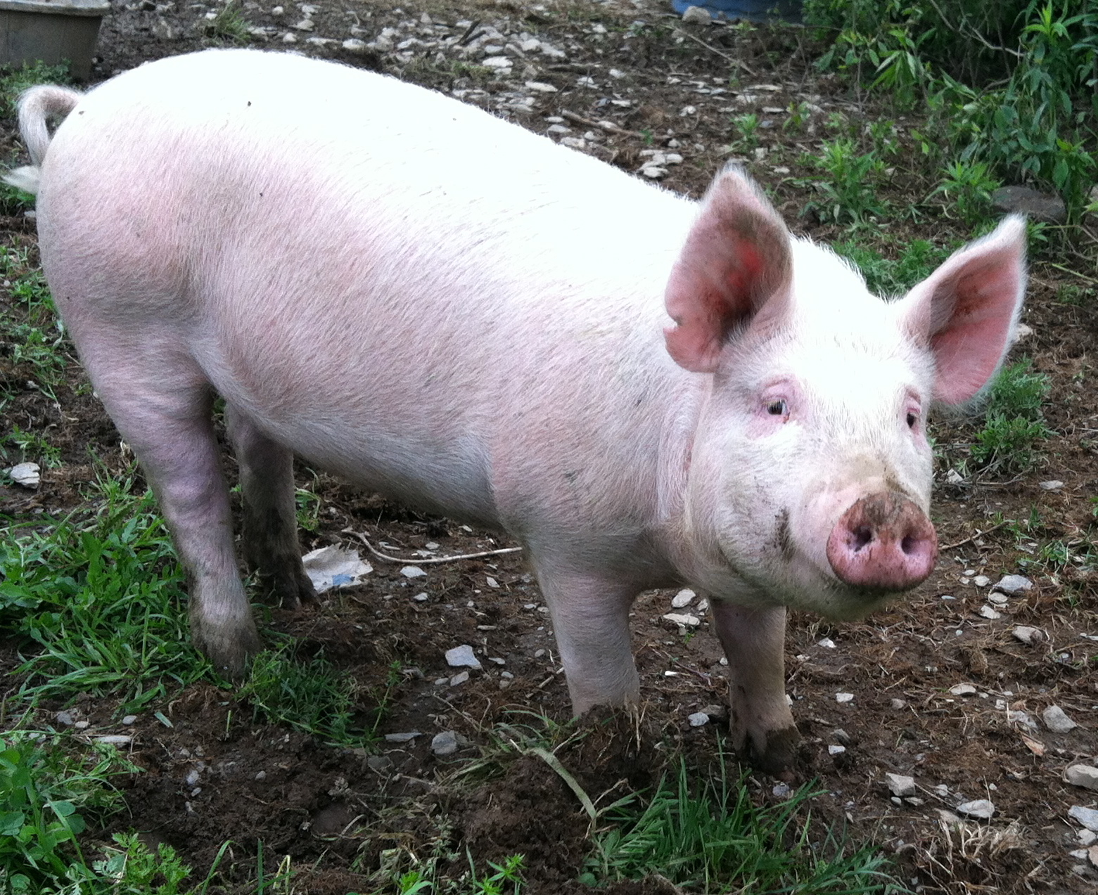 Pig in farm photo