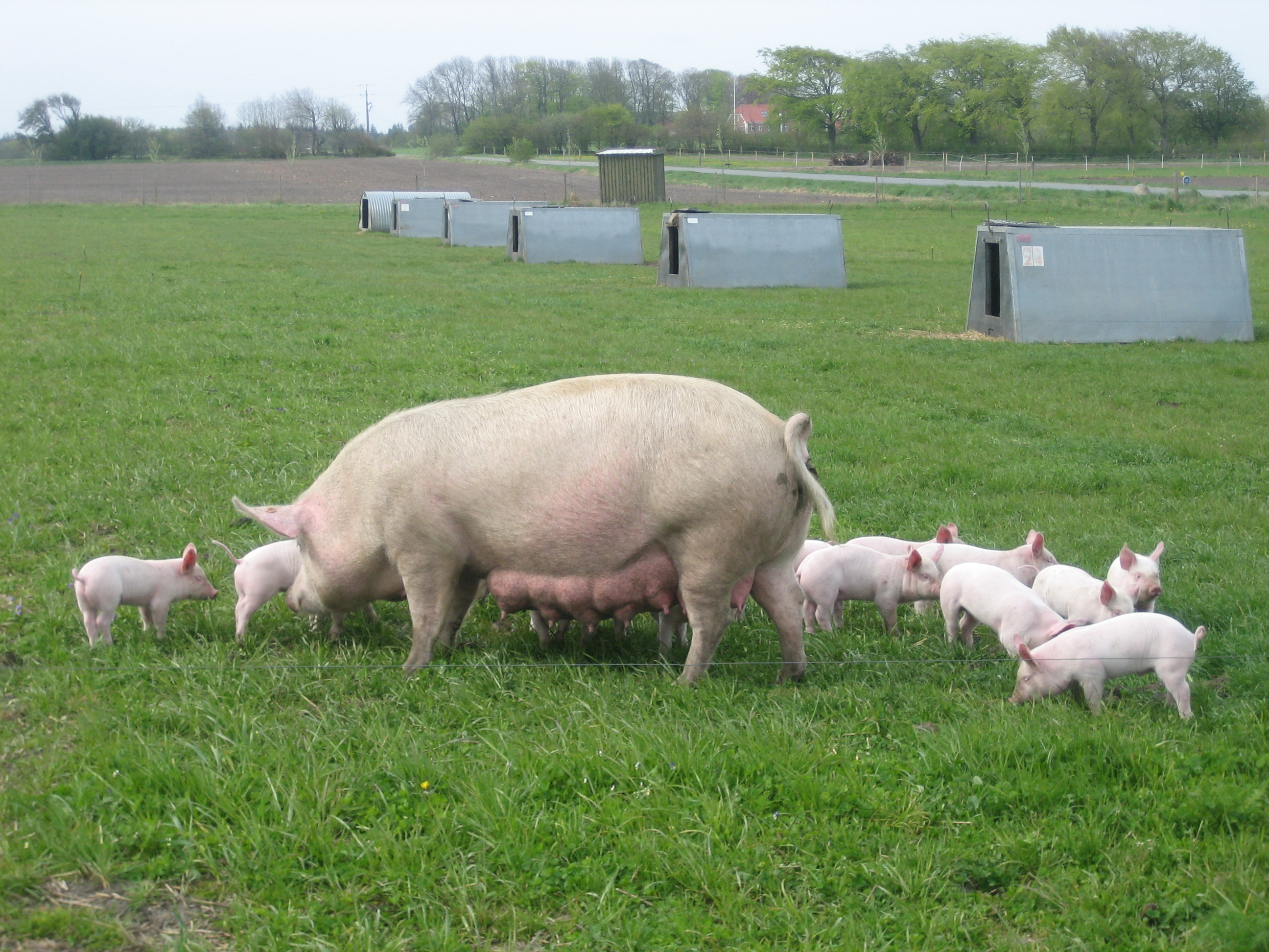Danish pig farmers face difficult times