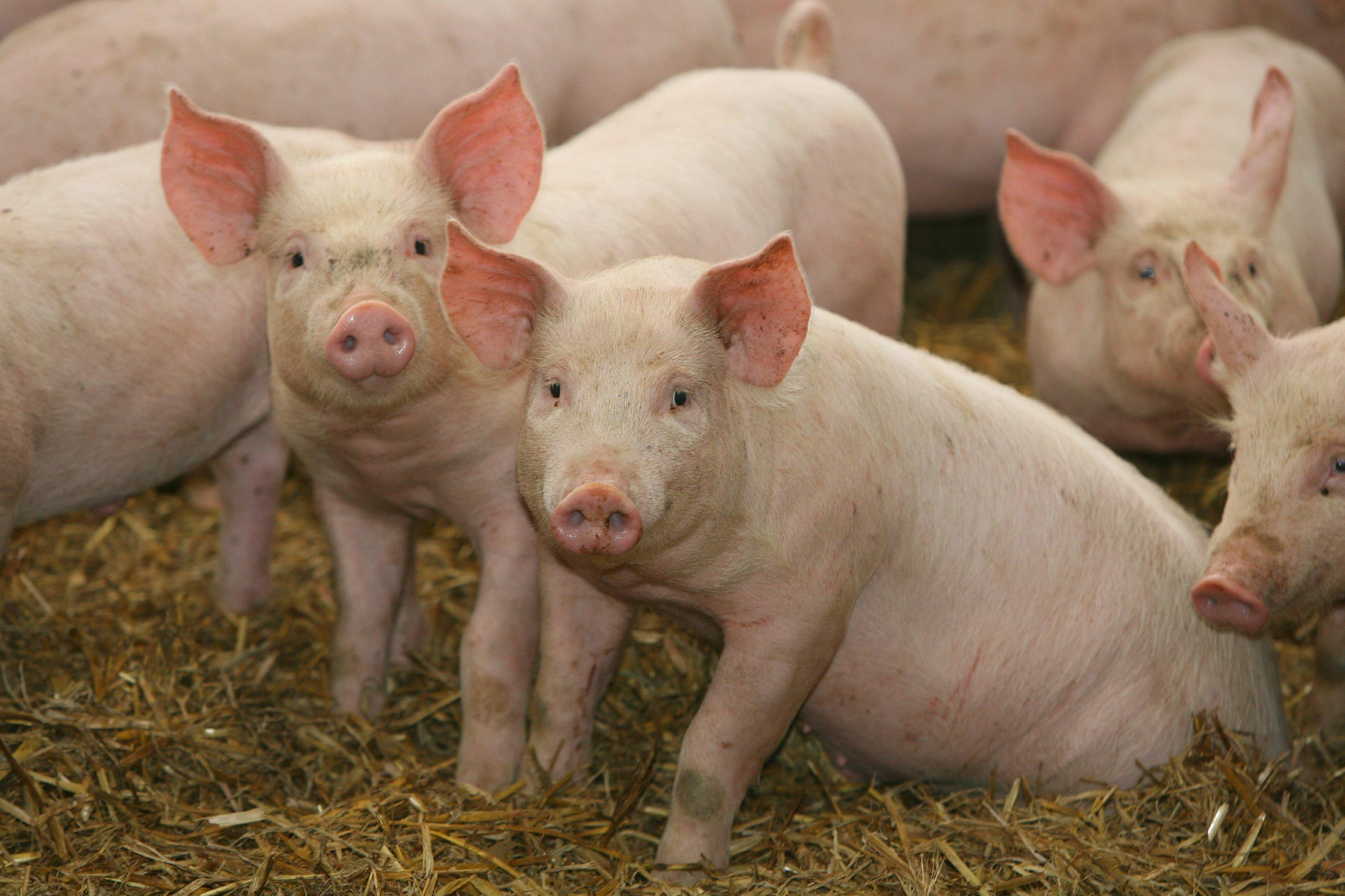 Russian bank pumps millions into pig farm project