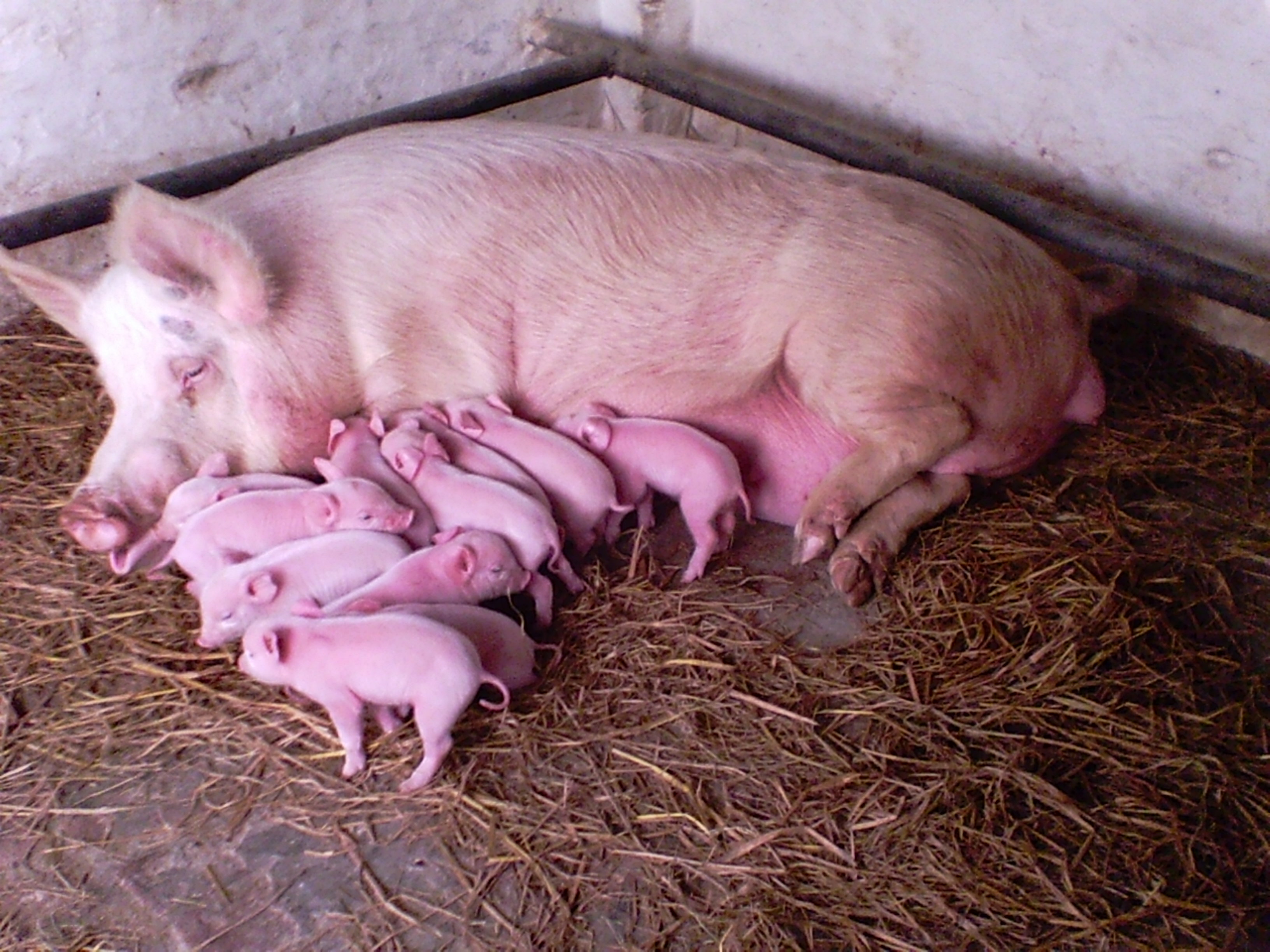 G P K Piggery – profitable pig farming