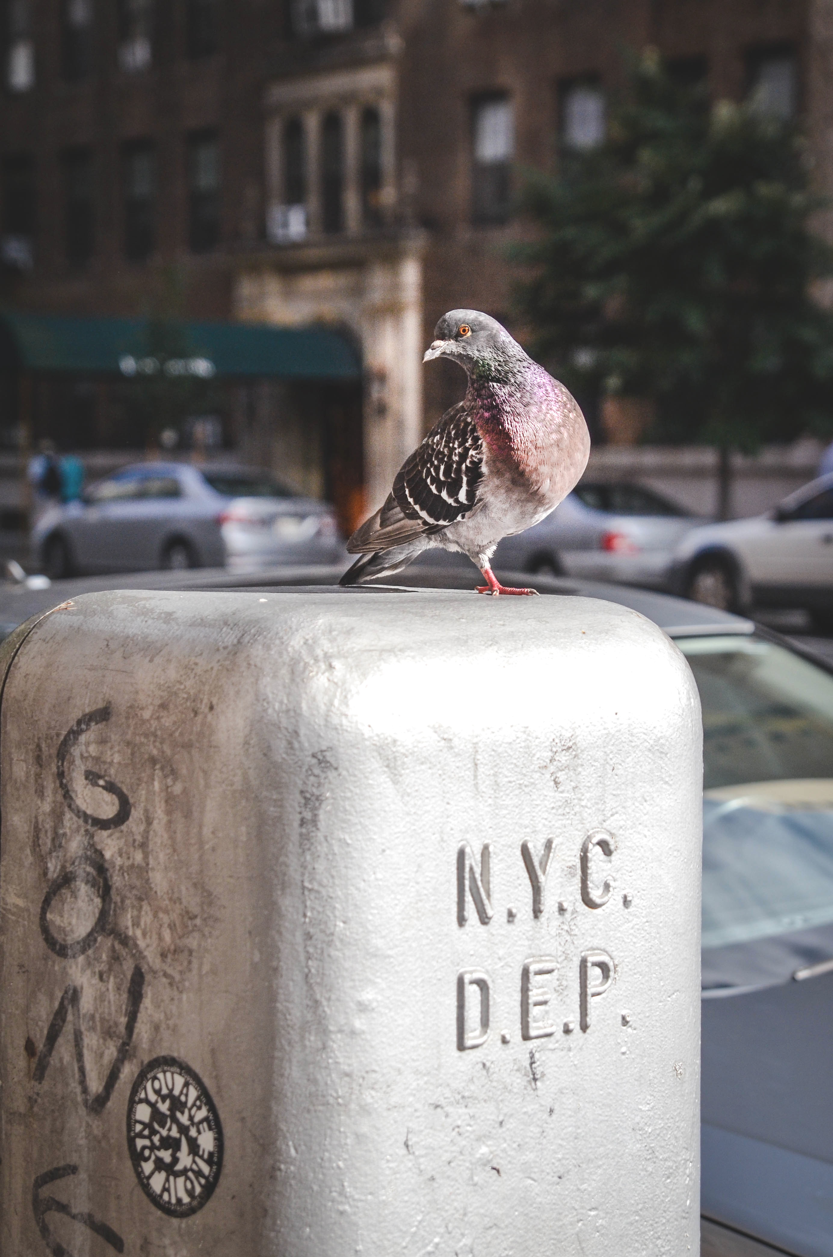 Pigeon, Beauty, Bird, Box, City, HQ Photo