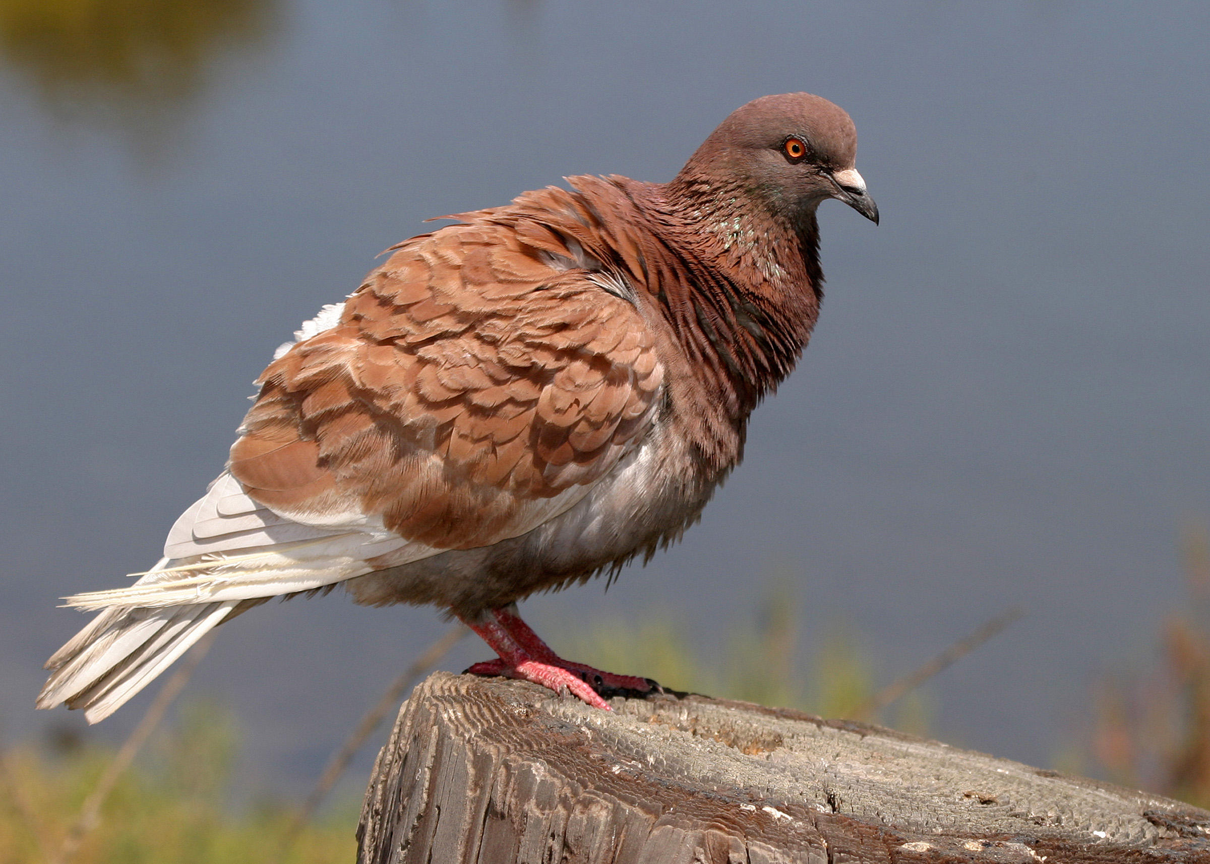 Rock Pigeon | Audubon Field Guide