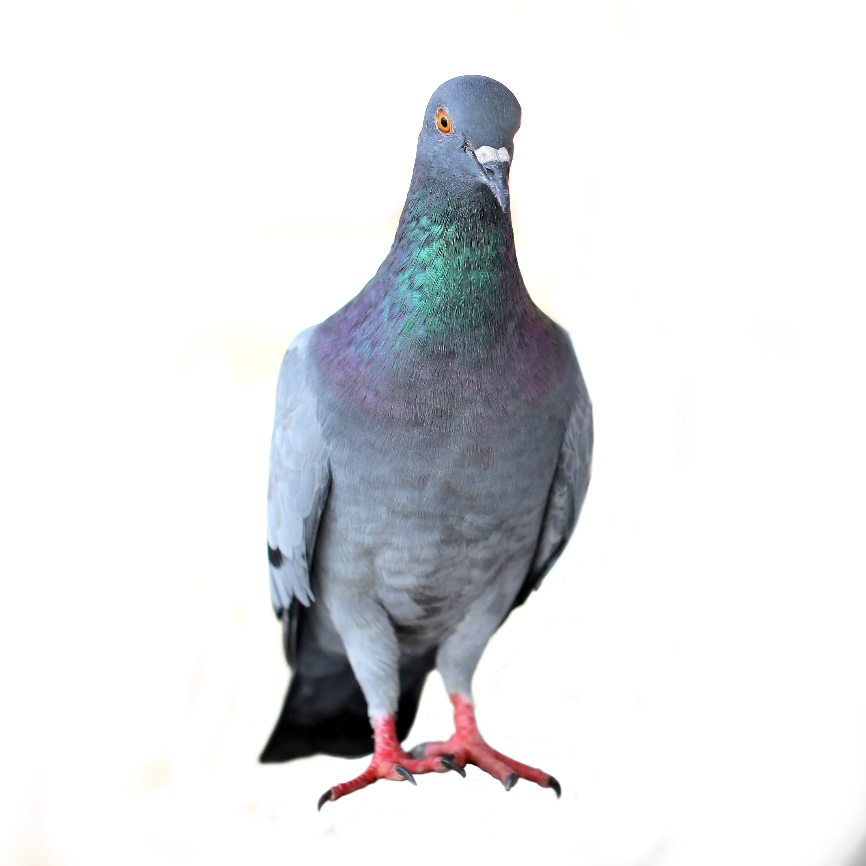 Get rid of pigeons in St Louis | Wildlife Command Center MO
