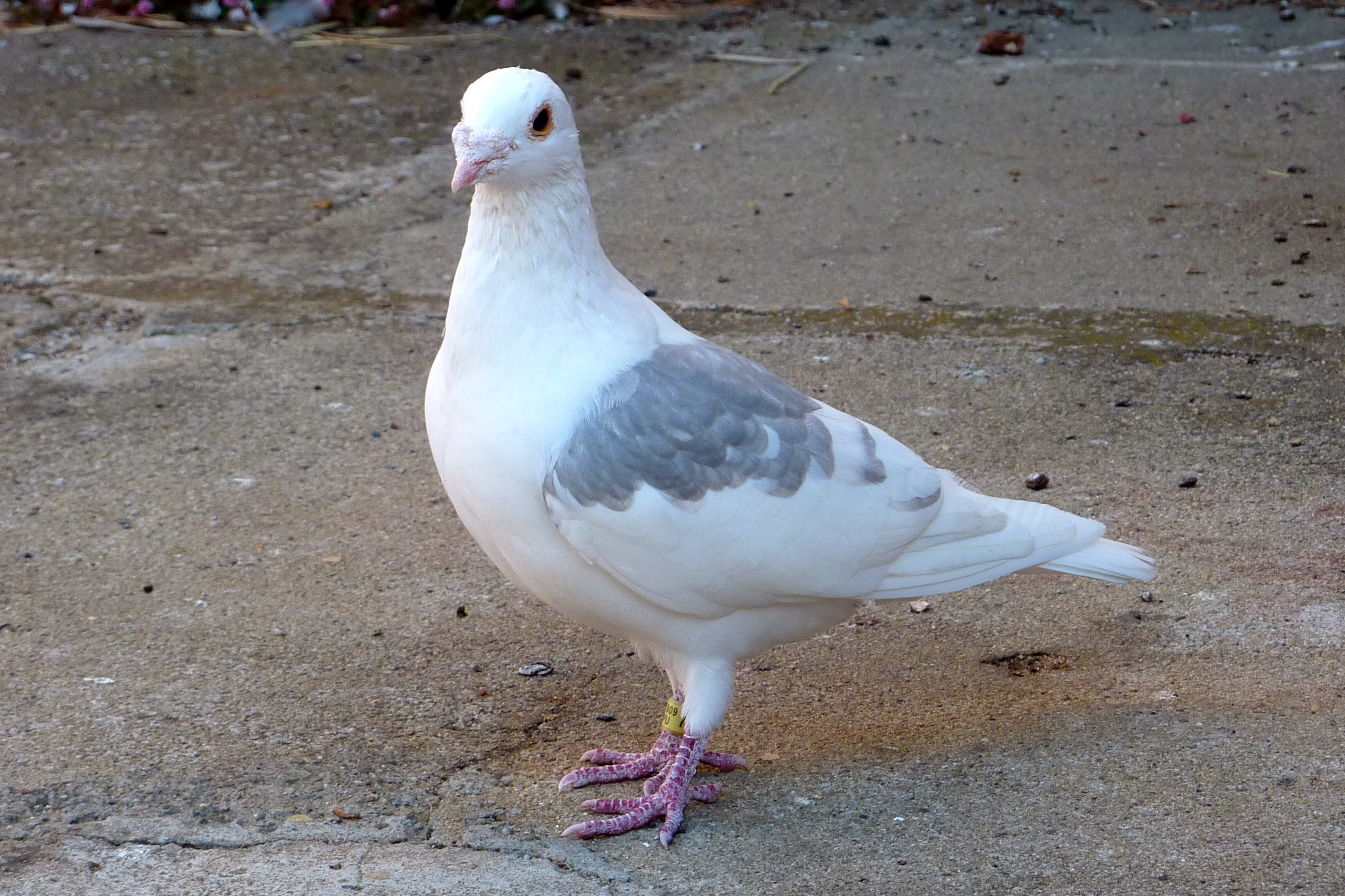Racing Pigeon Hanging Around- What Should I Do? |