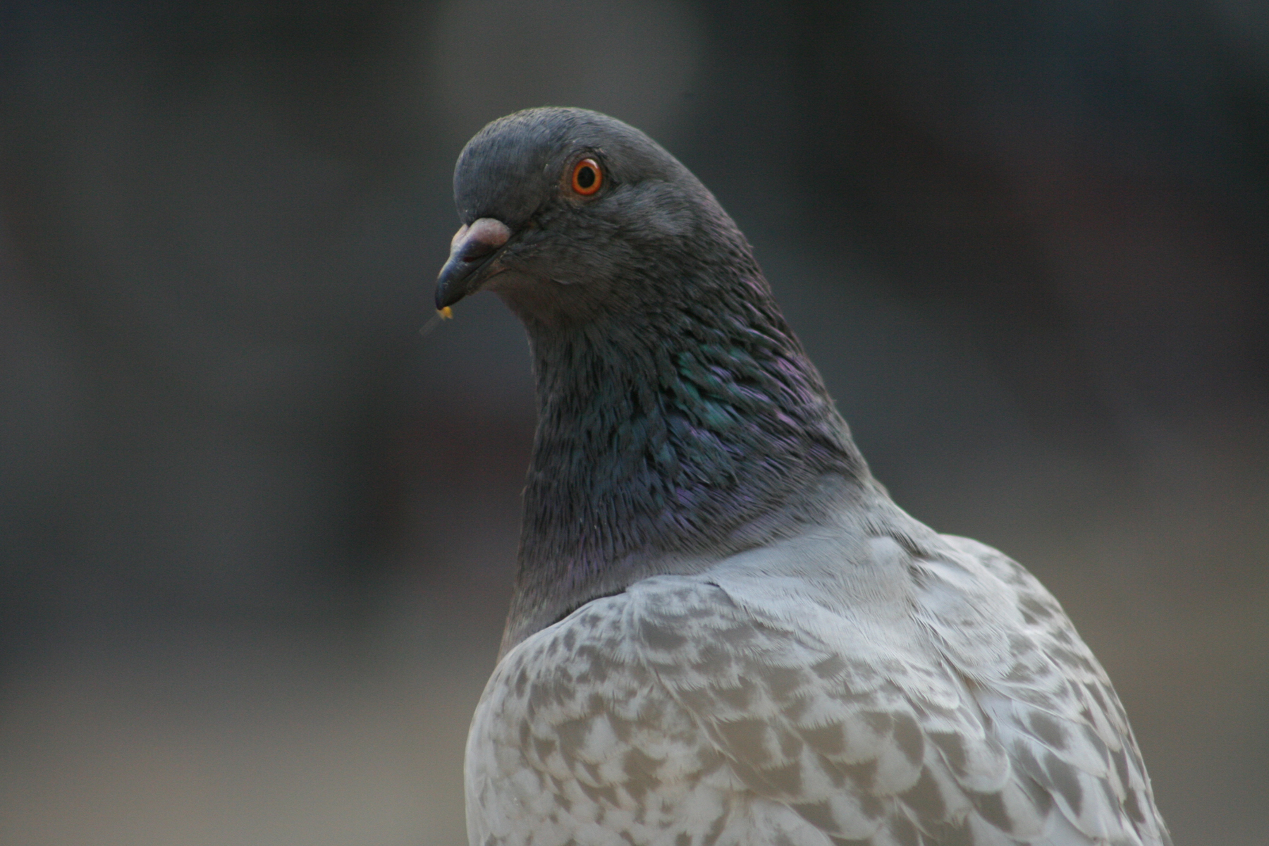 Pigeon close up photo