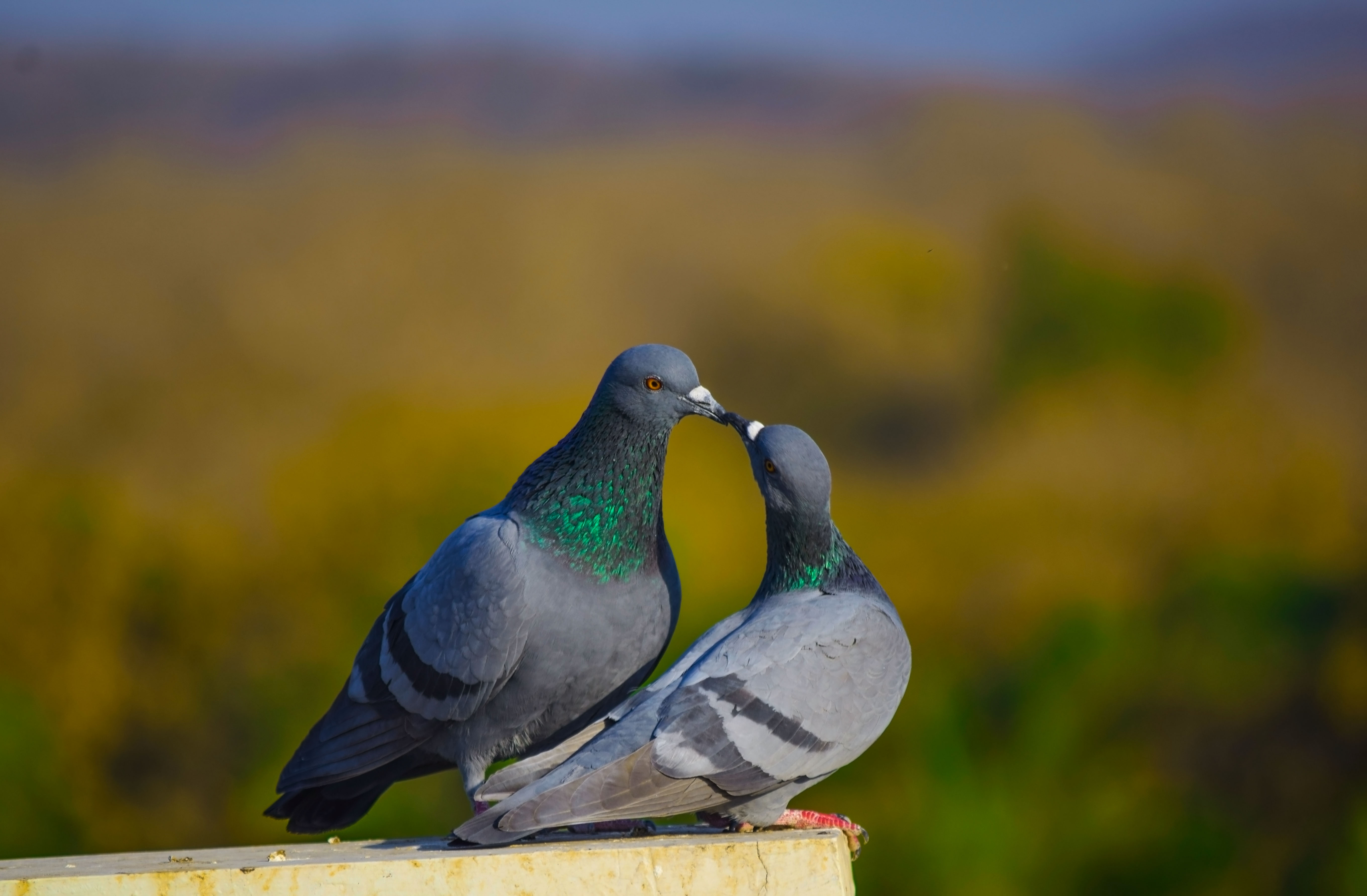 File:Feral Rock Pigeon Couple.jpg - Wikimedia Commons