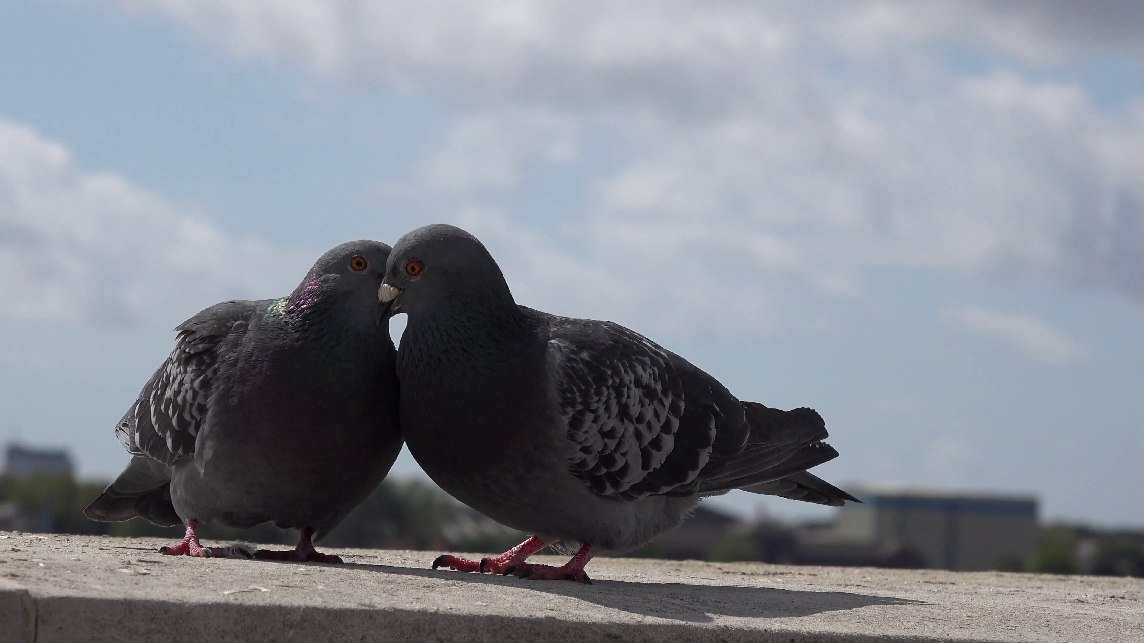 4K Closeup cute pigeon couple kiss romantic avian valentine bird ...