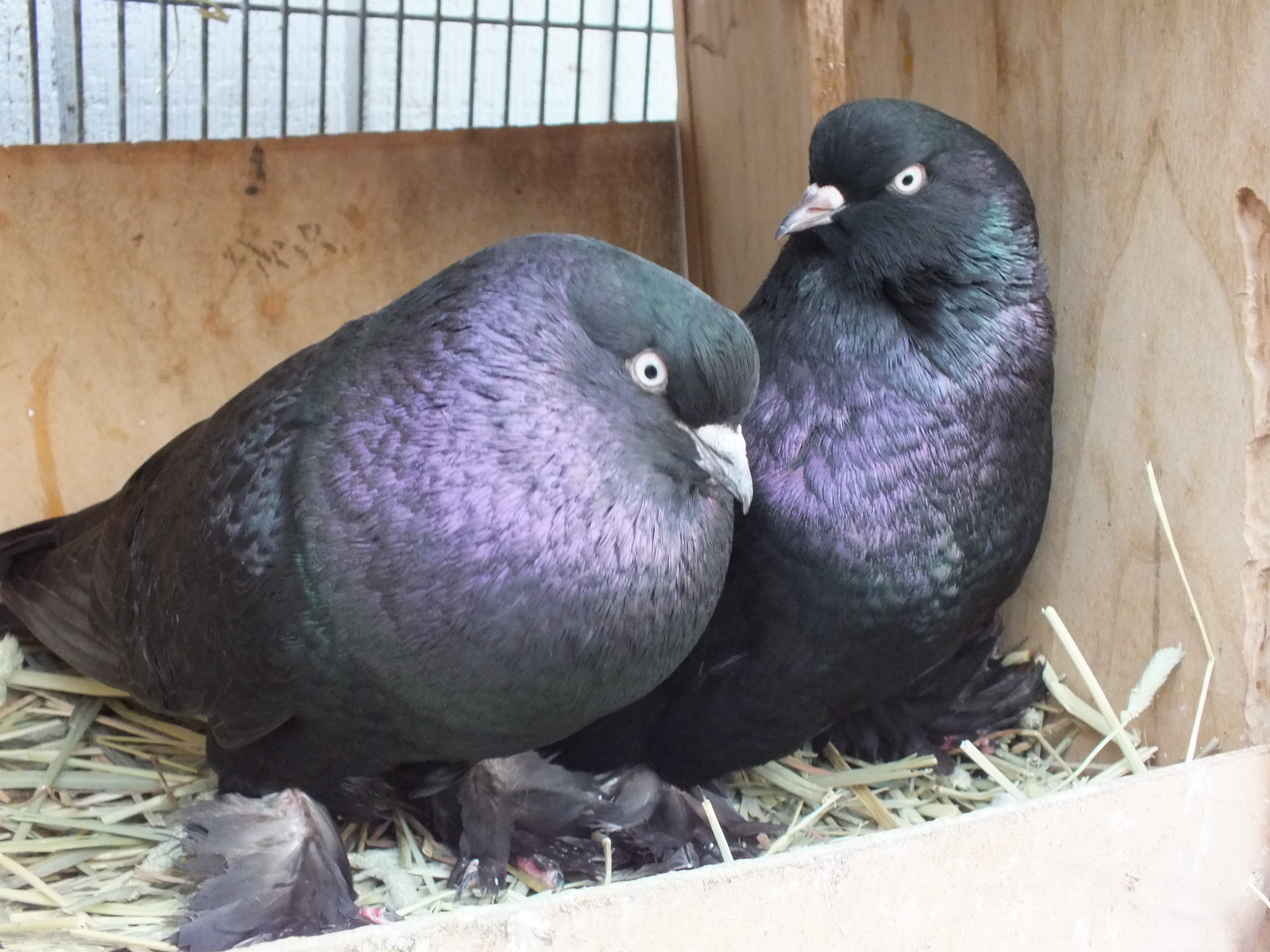 Pigeons As Pets: Outside or Indoors |