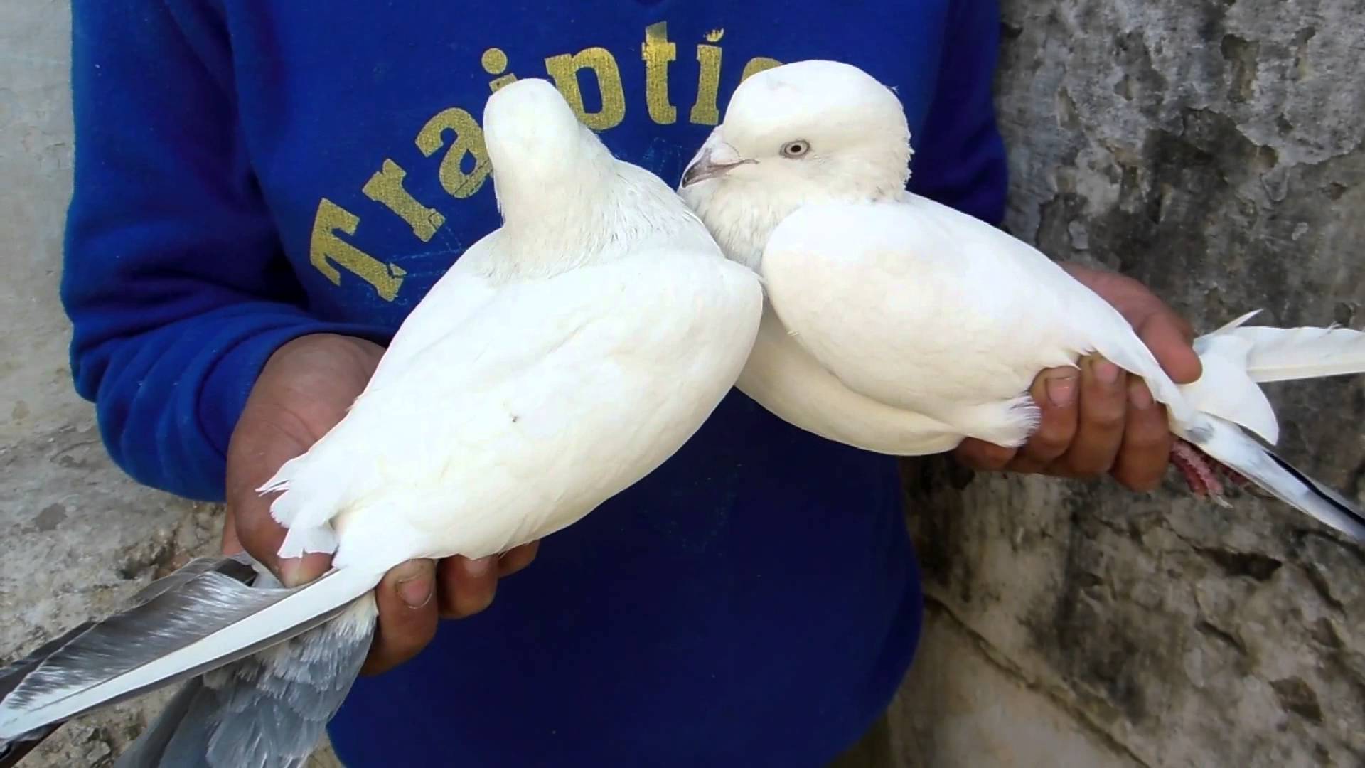 beautiful pigeon couple & a cute kid - YouTube