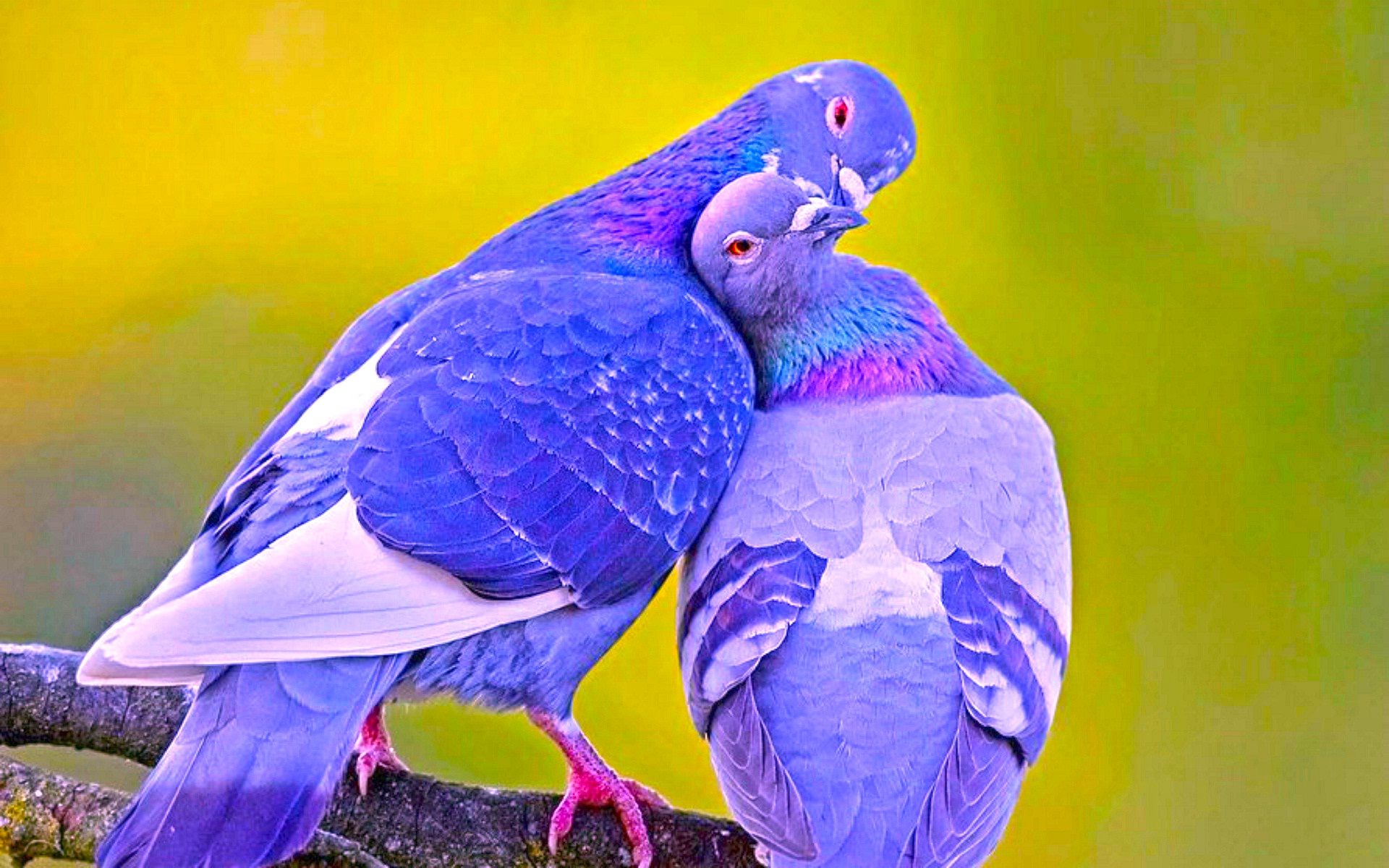 Most Beautiful Pigeon Couple Are Kissing — Steemit
