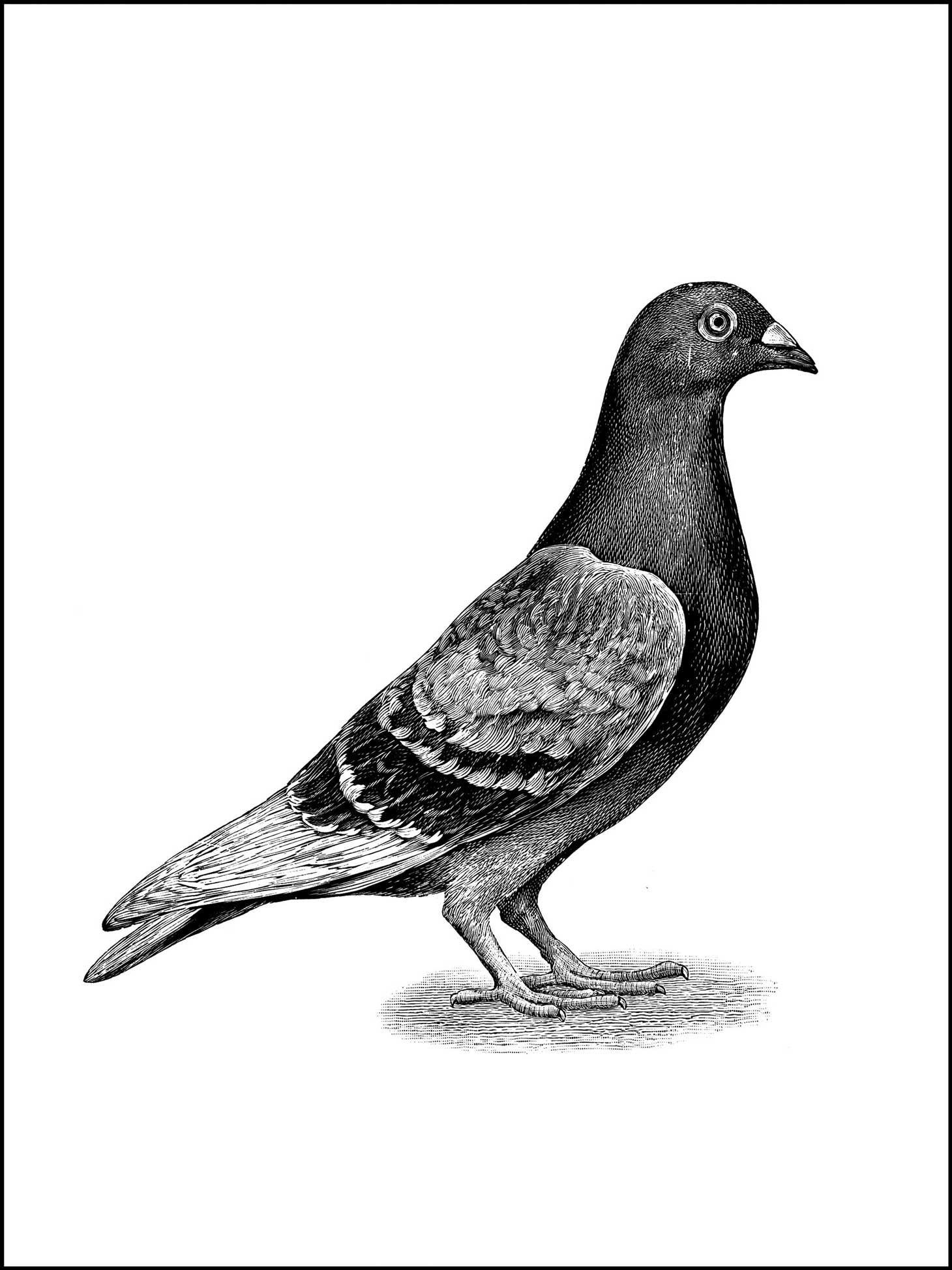 How to Draw a Pigeon Cartoon VIDEO  StepbyStep Pictures