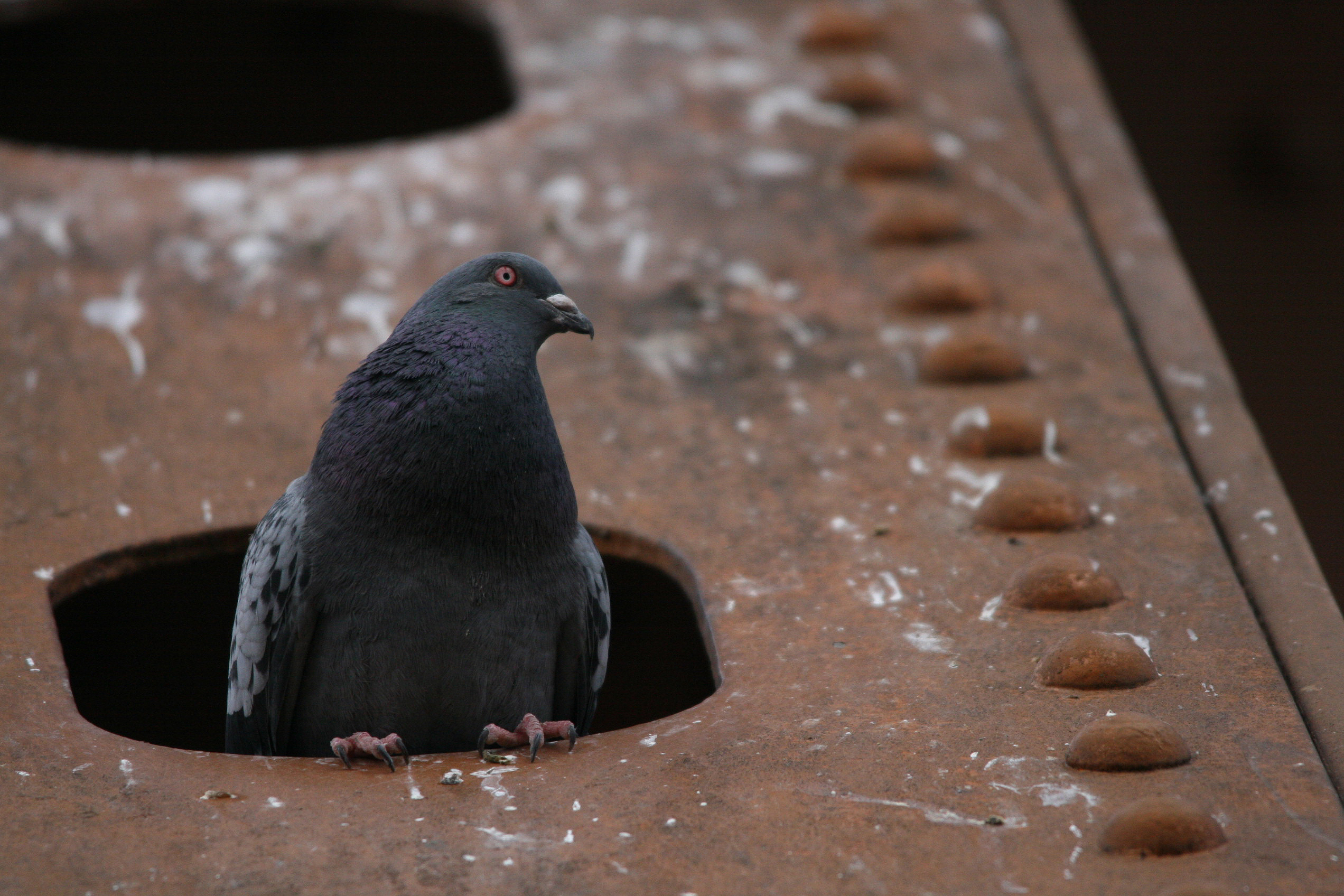 Rock Pigeon hiding from Perigrine Falcons on Lift Bridge ...