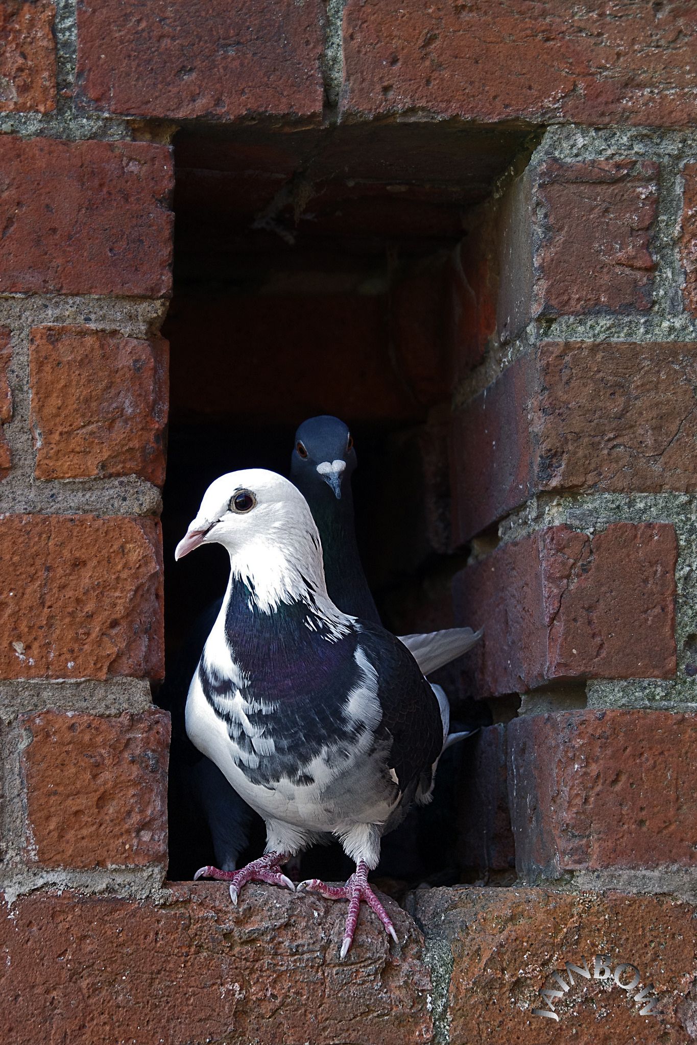 Pigeon Hole! | Round tower and Beautiful birds