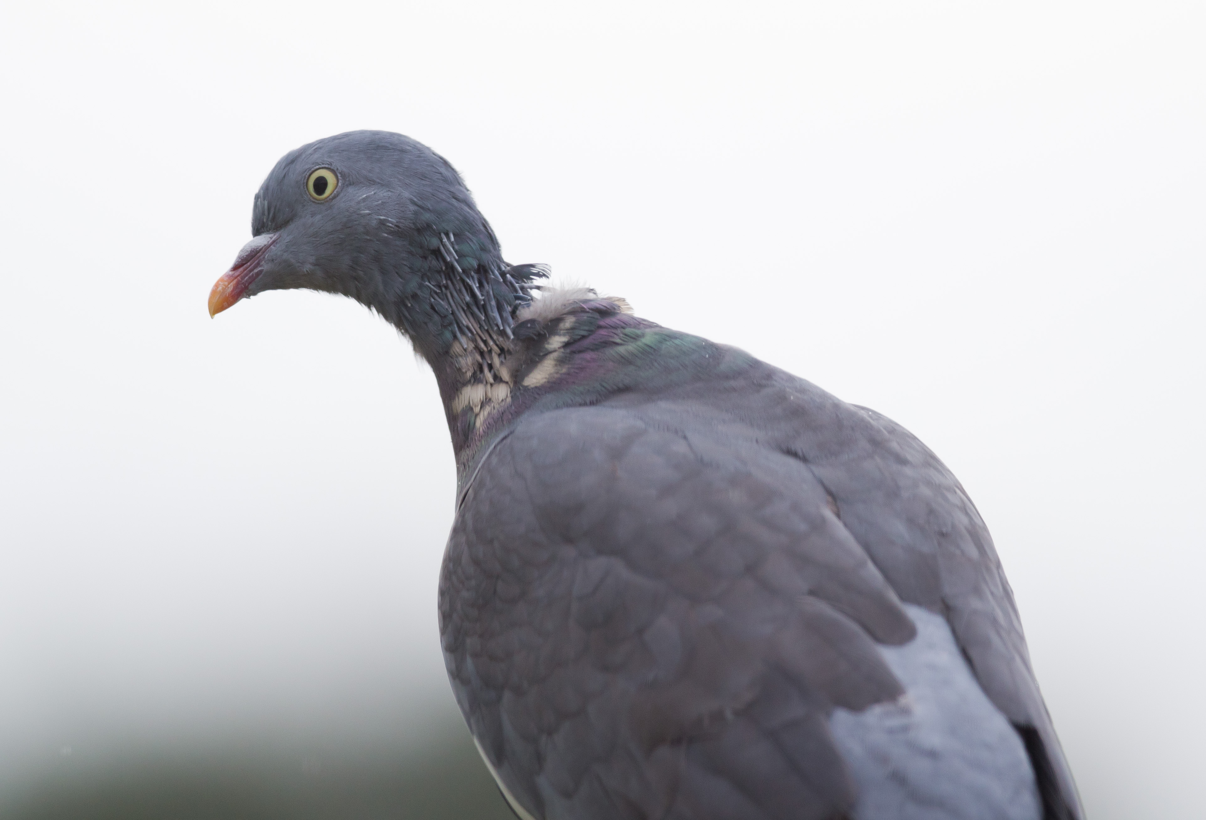 Pigeon - The Tea Rooms - Chat - The RSPB Community