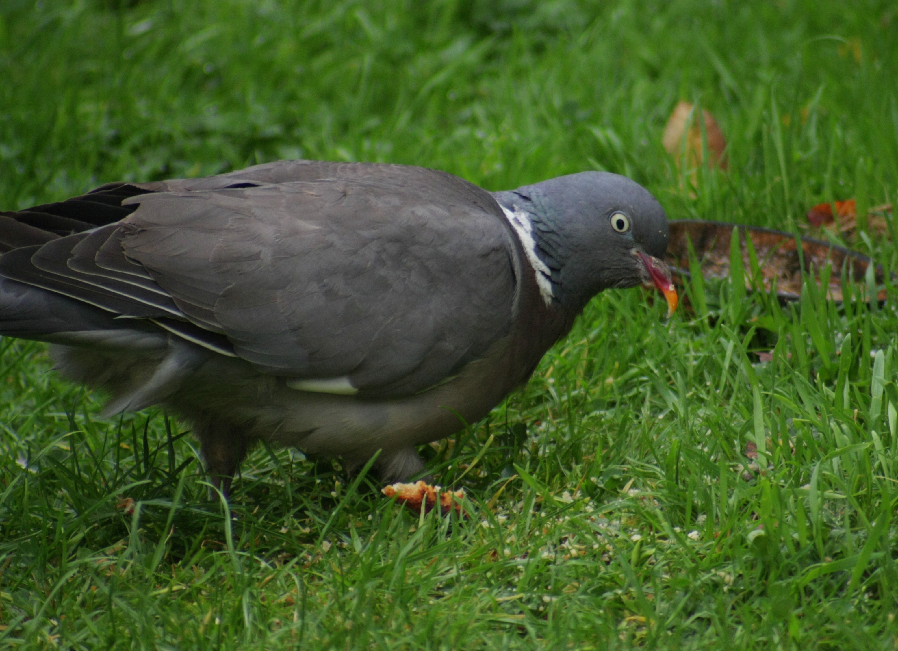 Will my pet wood pigeon survive the winter? | Naim Audio Forums