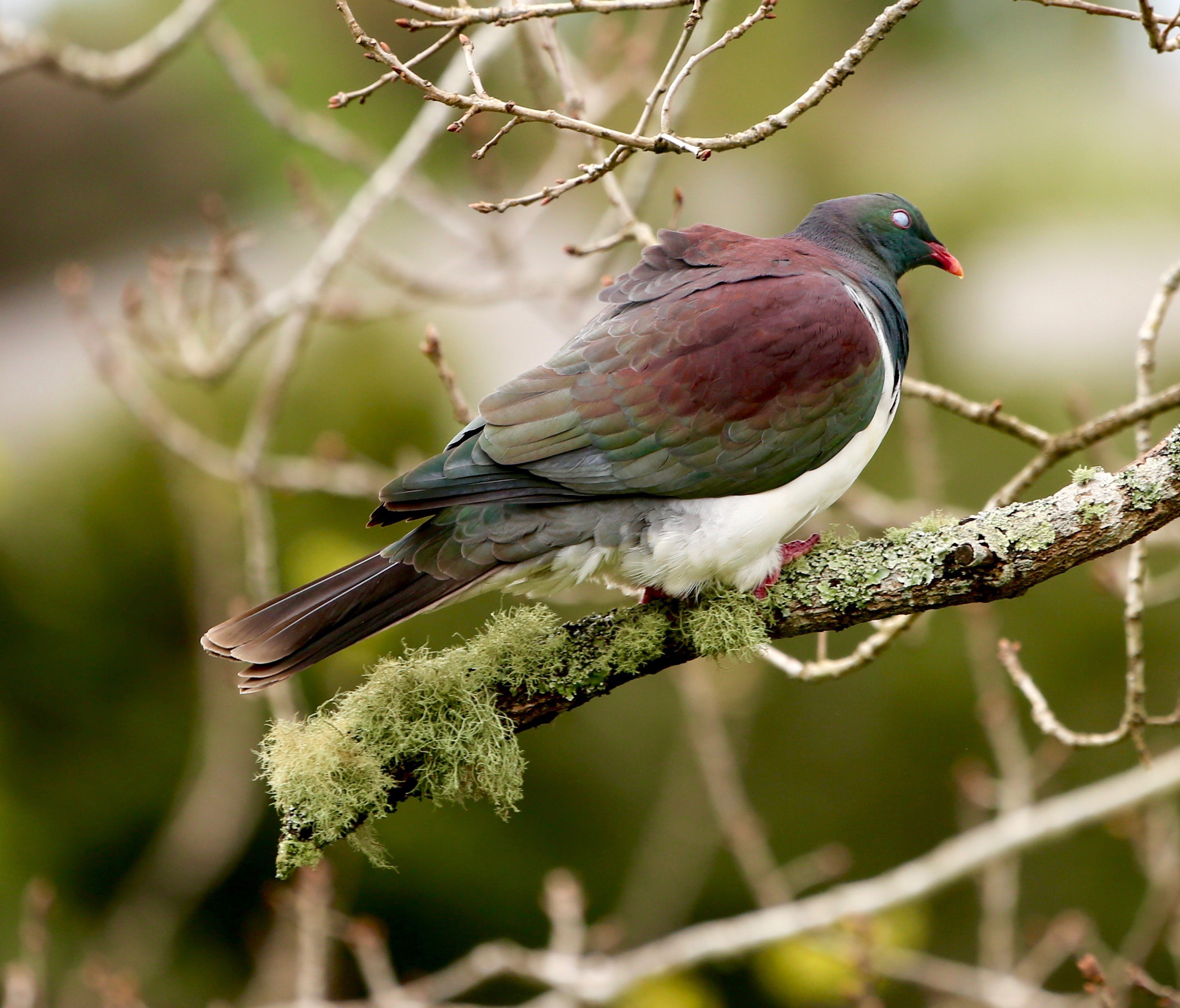 Wood Pigeon on Branch image - Free stock photo - Public Domain photo ...