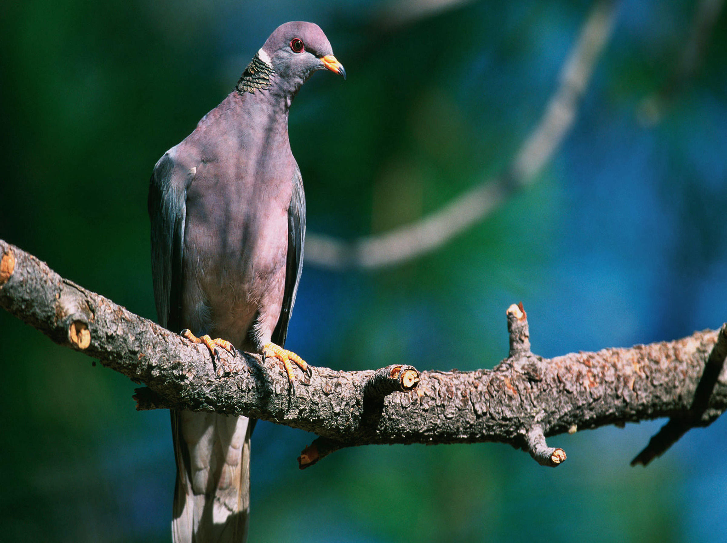 Band-tailed Pigeon | Audubon Field Guide