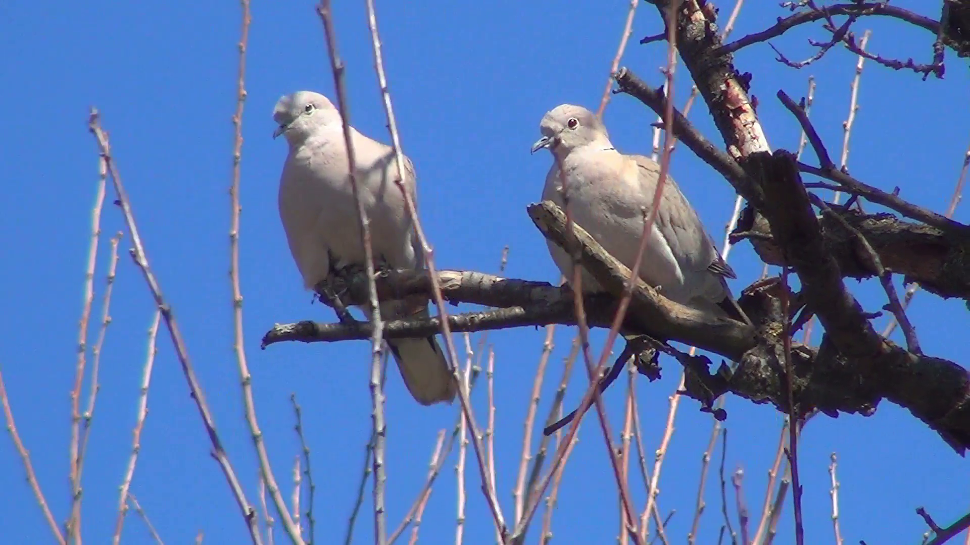 Pigeons on a Branch of a Tree, Doves, Ringdoves , Birds Stock Video ...