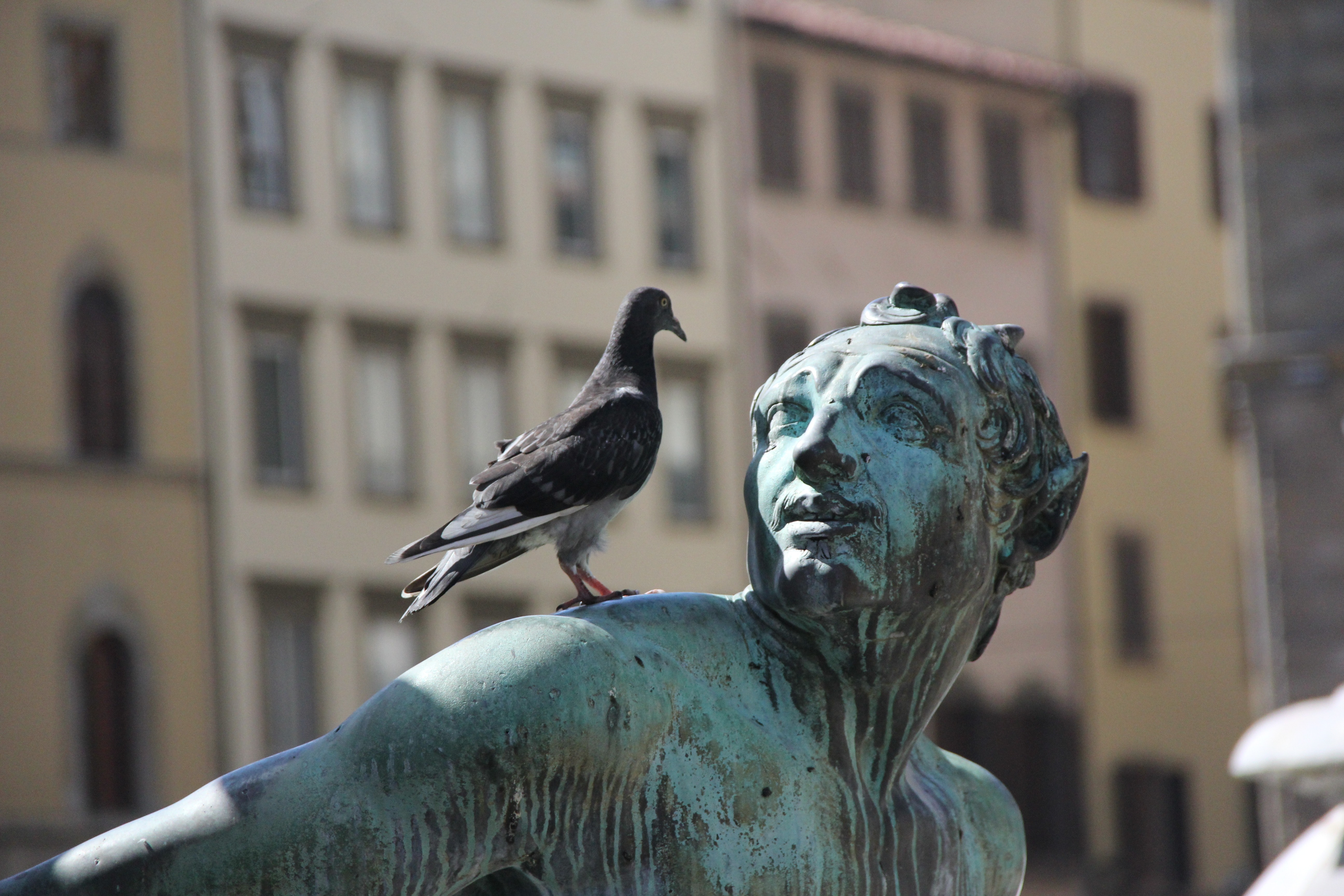 Free stock photo of bronze, pigeon, statue
