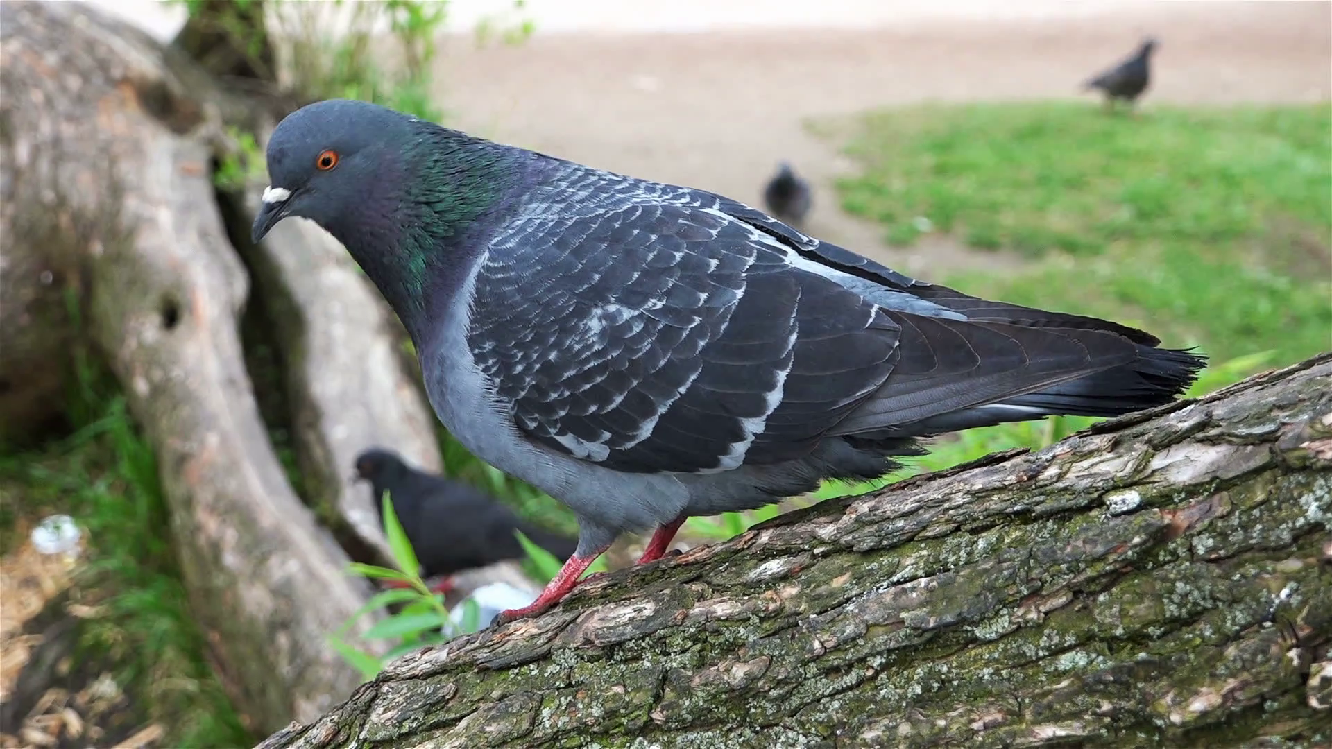 pigeon standing on a tree branch looking out for food and top on the ...