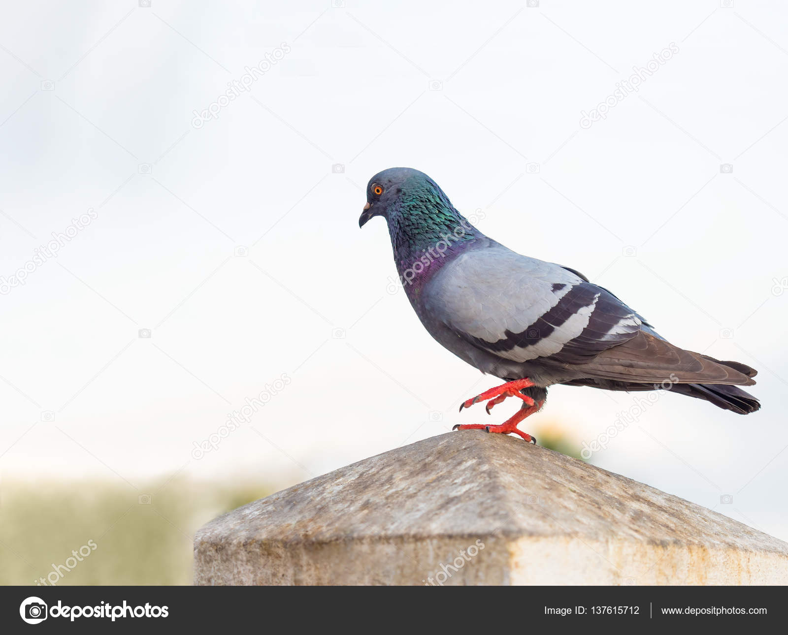 domestic pigeon bird standing on white sky — Stock Photo © missisya ...