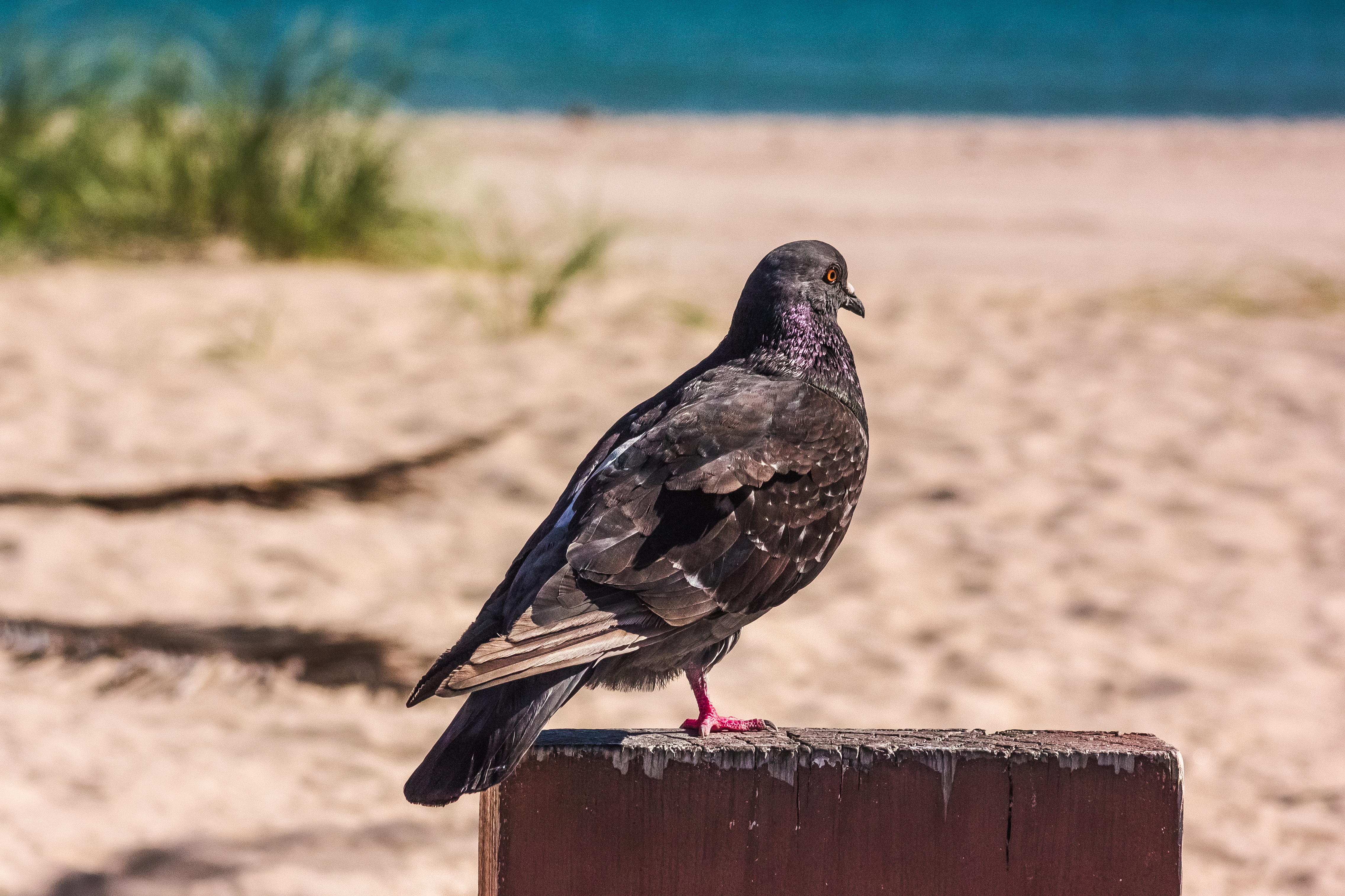 Pigeon Standing on One Leg - iCandystock